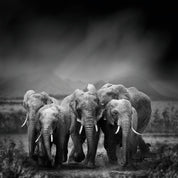 Elephant journey