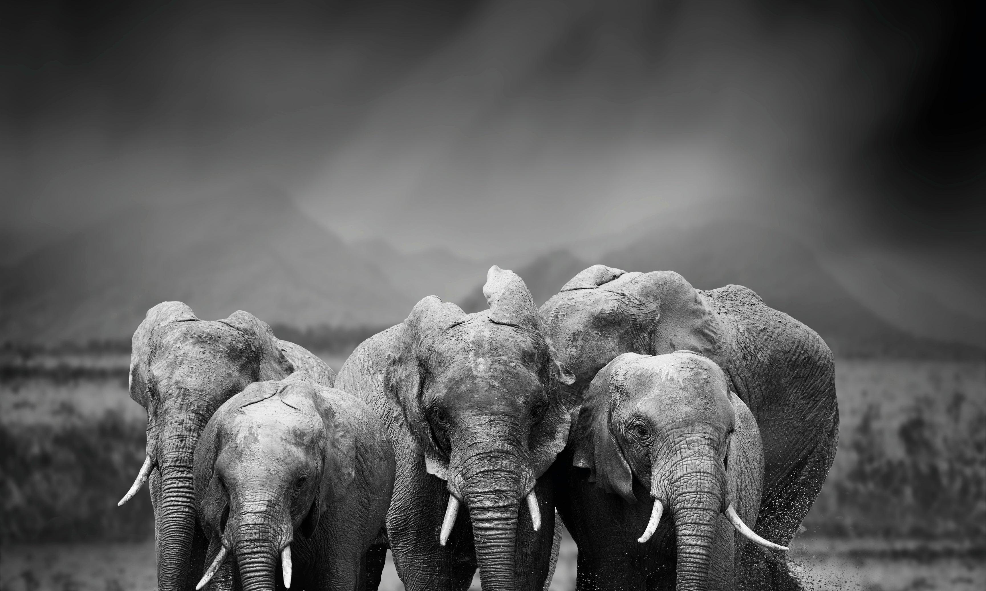 Elephantjourney-120x120cm.jpg