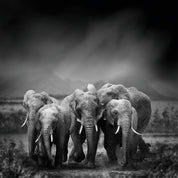 Elephant journey