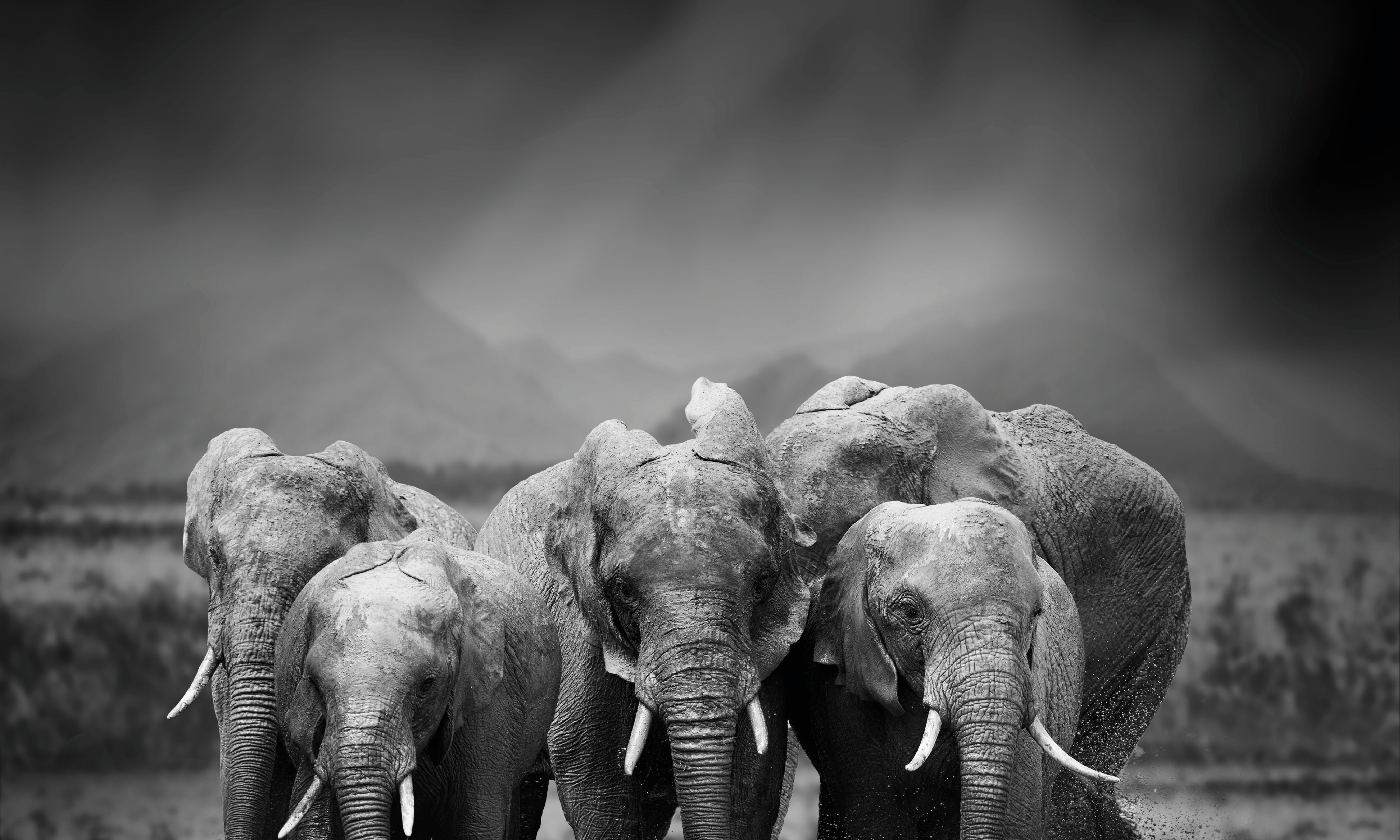 Elephantjourney-150x150cm.jpg