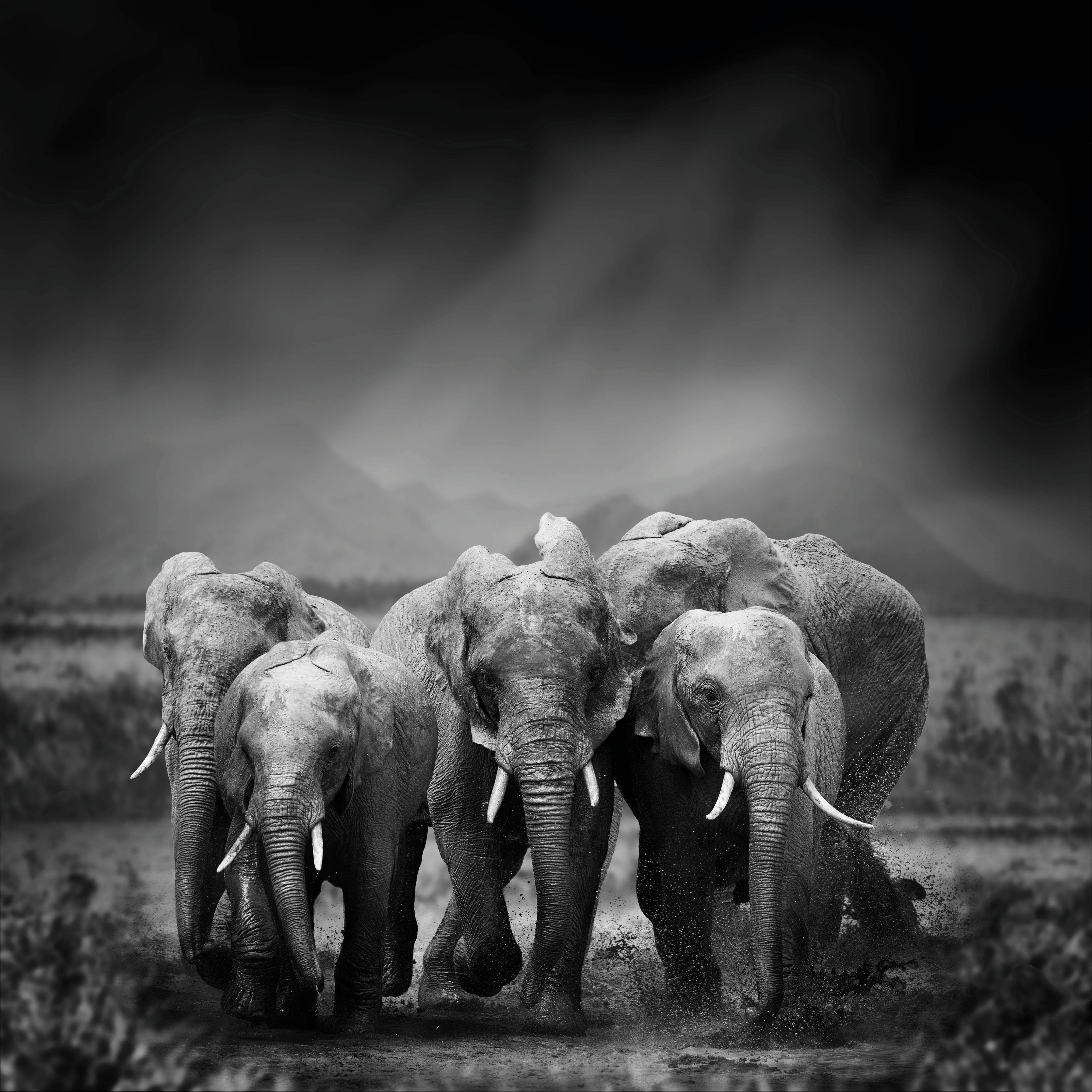 Elephant journey
