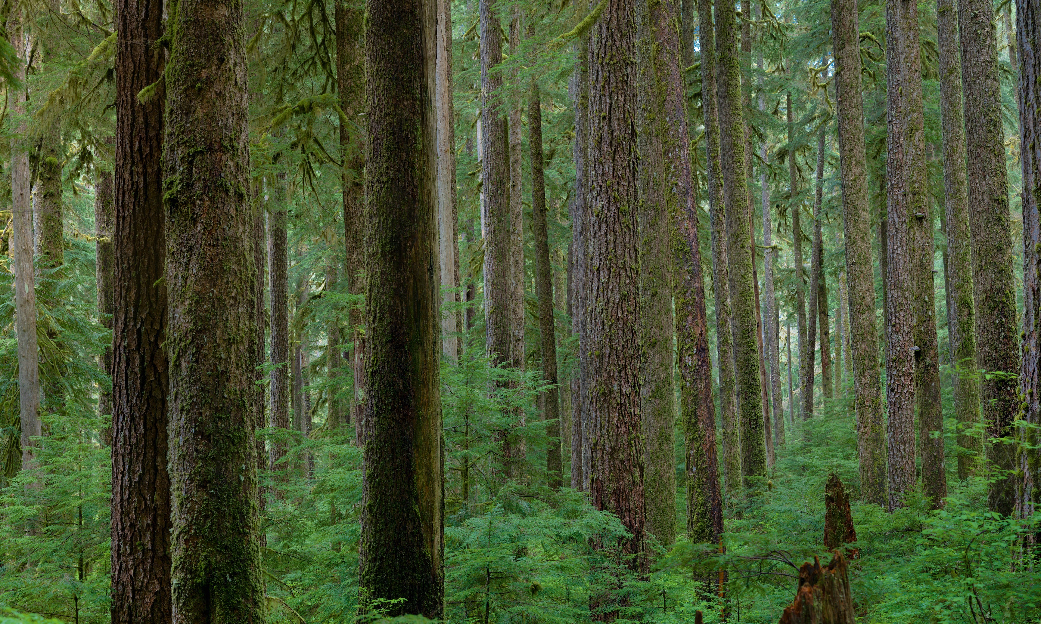 Endlessforest-120x80cm.jpg