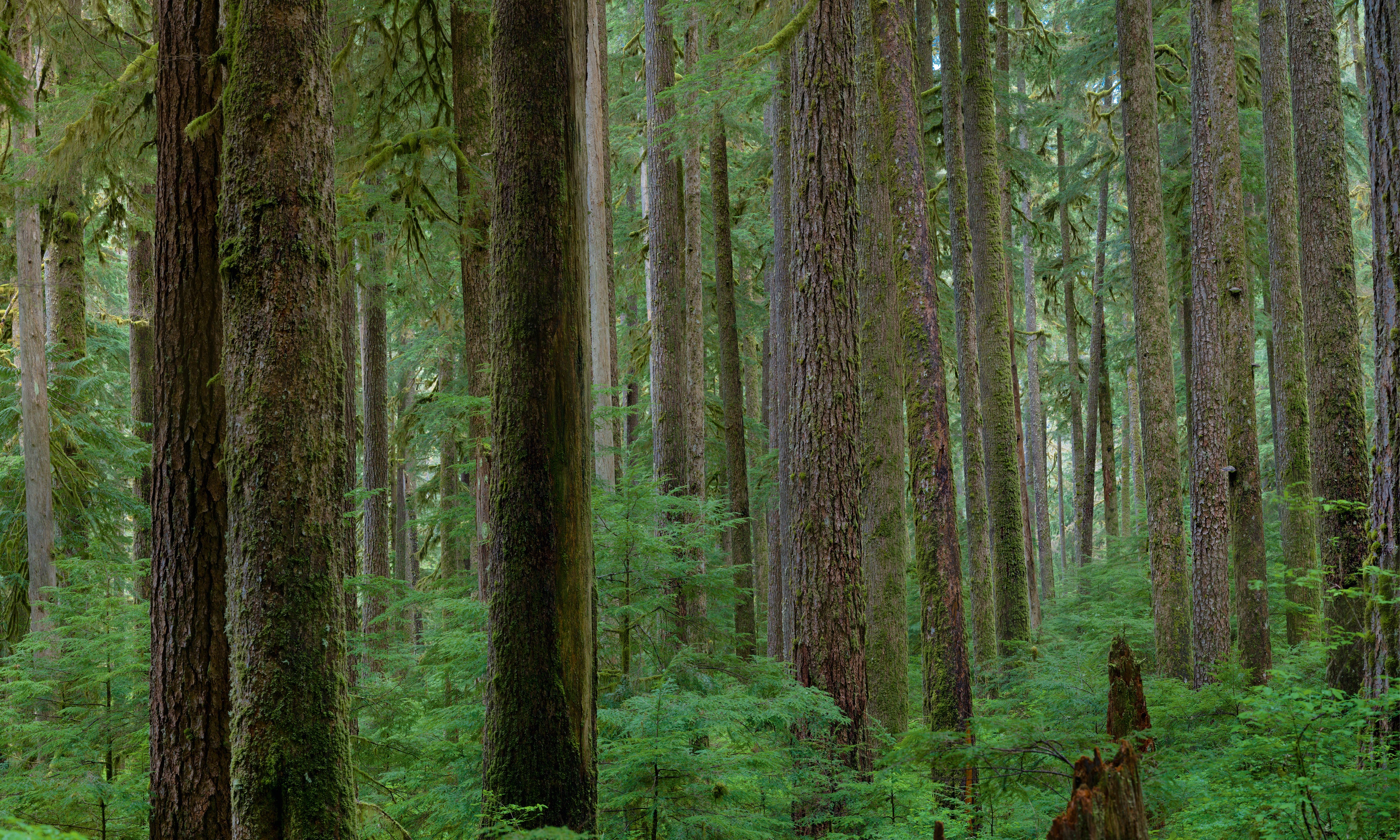 Endlessforest-150x100cm.jpg