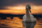 Evening beauty
