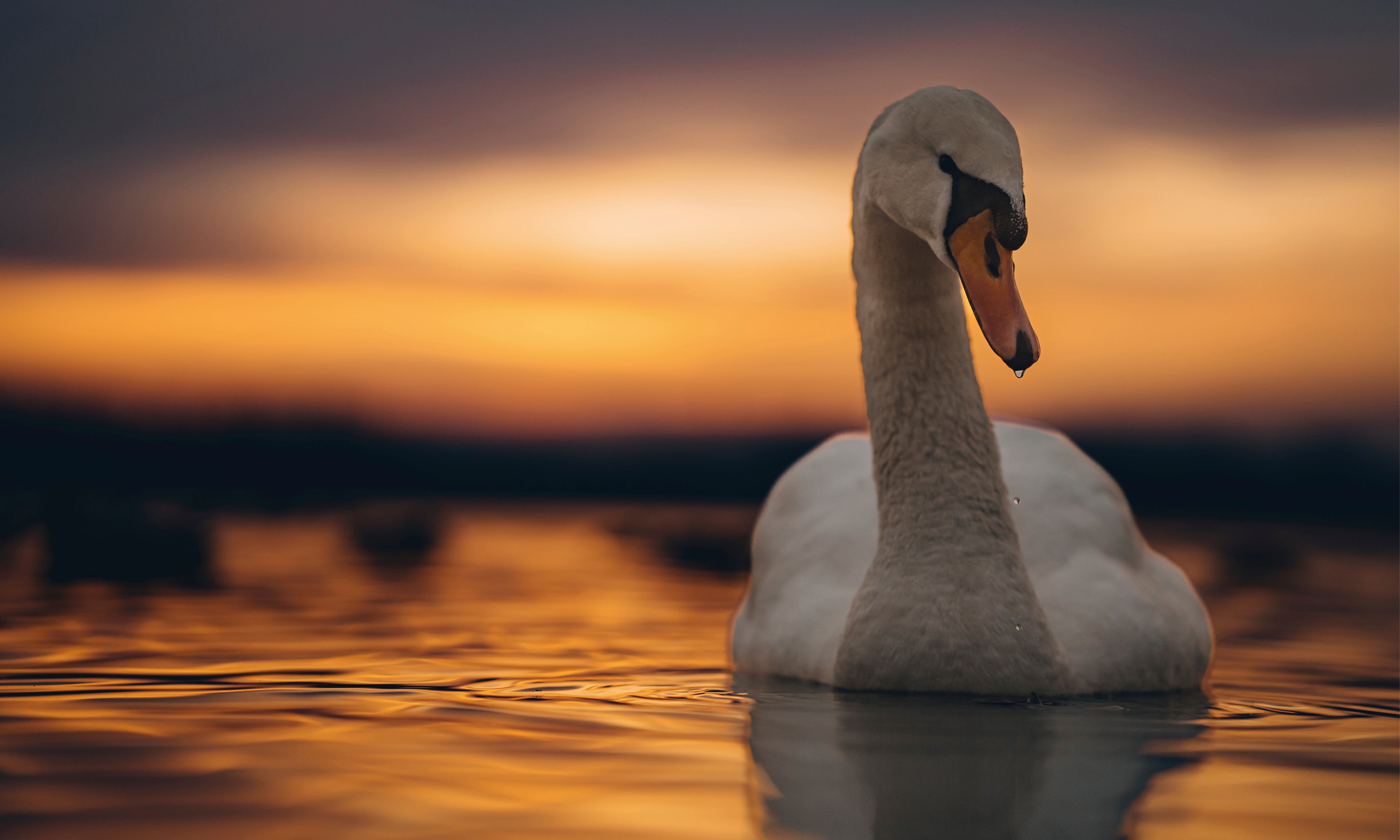 Eveningbeauty-150x100cm.jpg