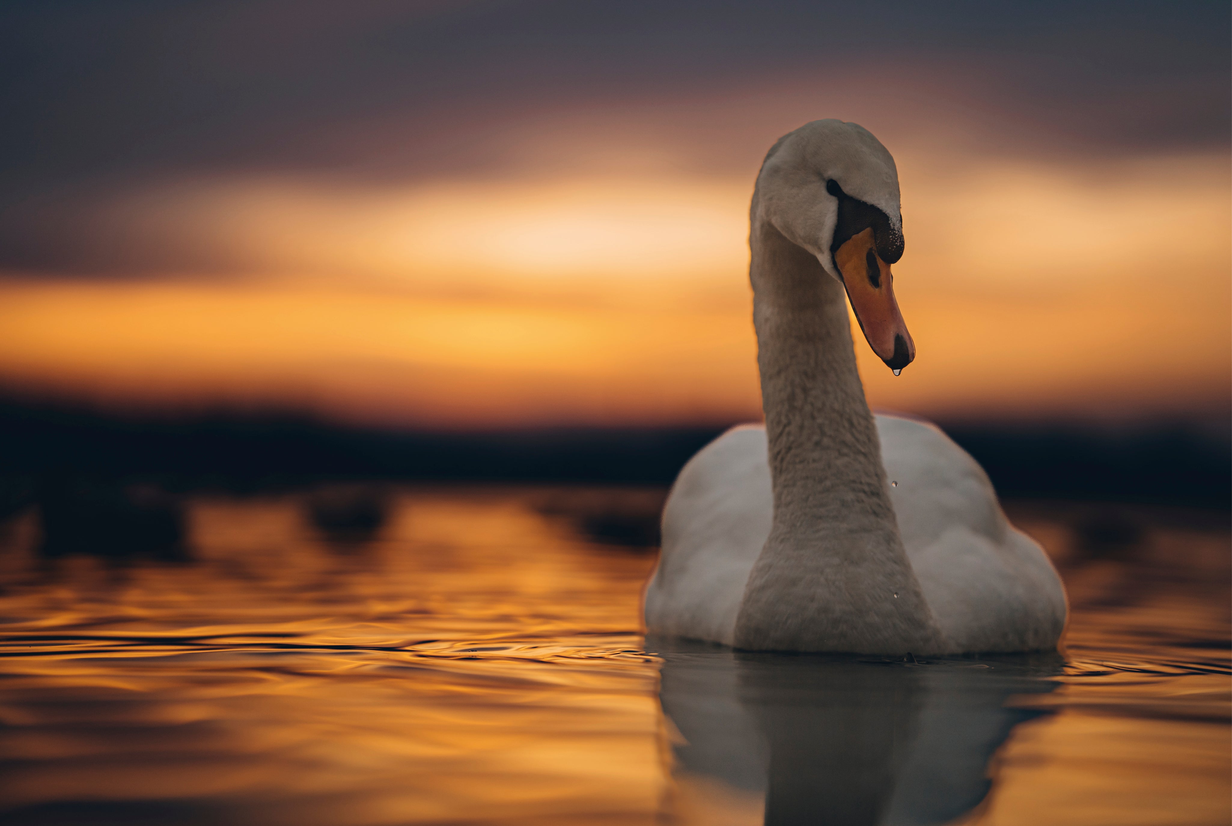Evening beauty