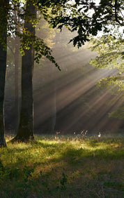 Eveningglow
