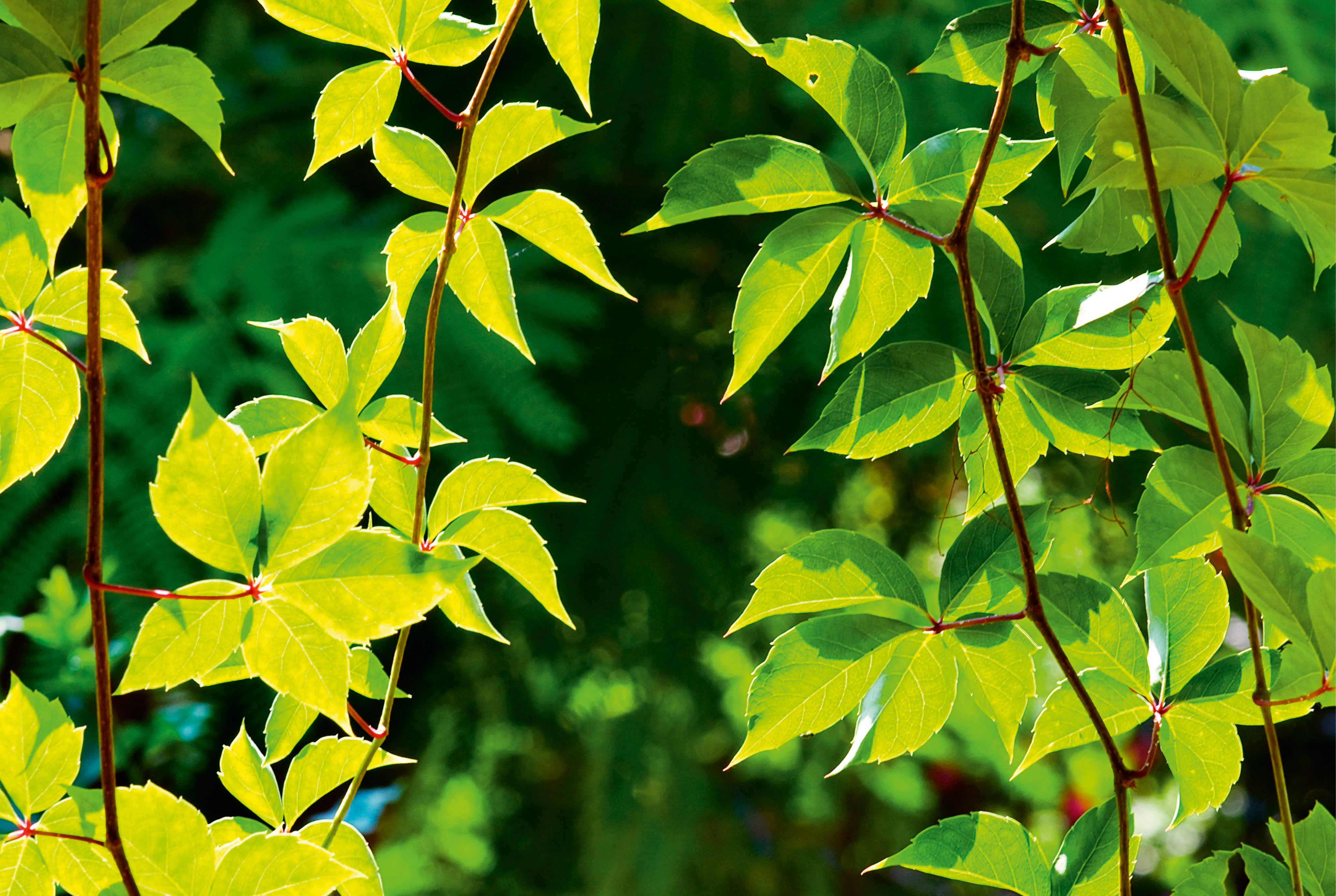 Leafglow