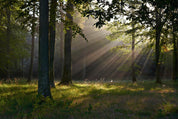 Eveningglow