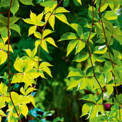 Leafglow