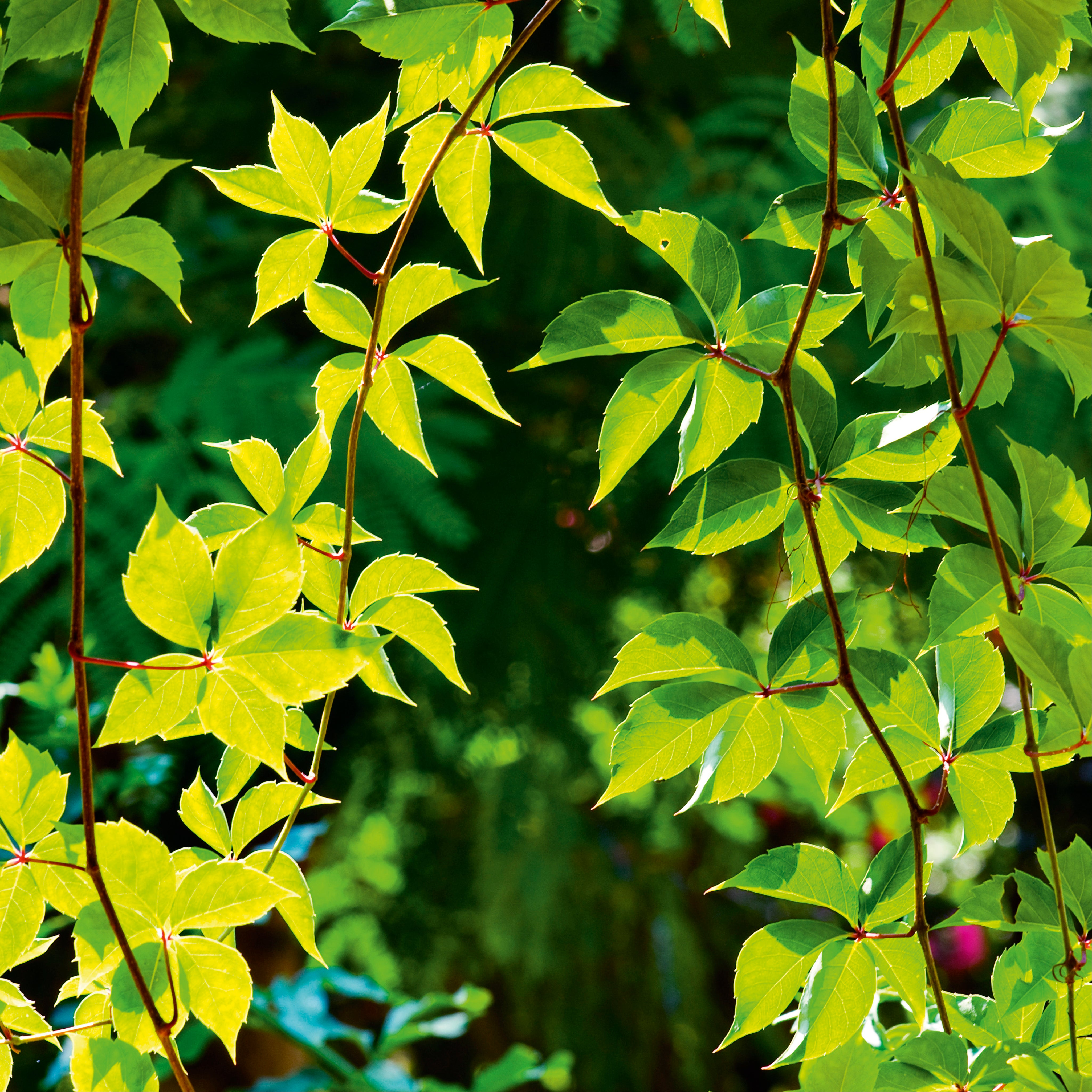 Leafglow