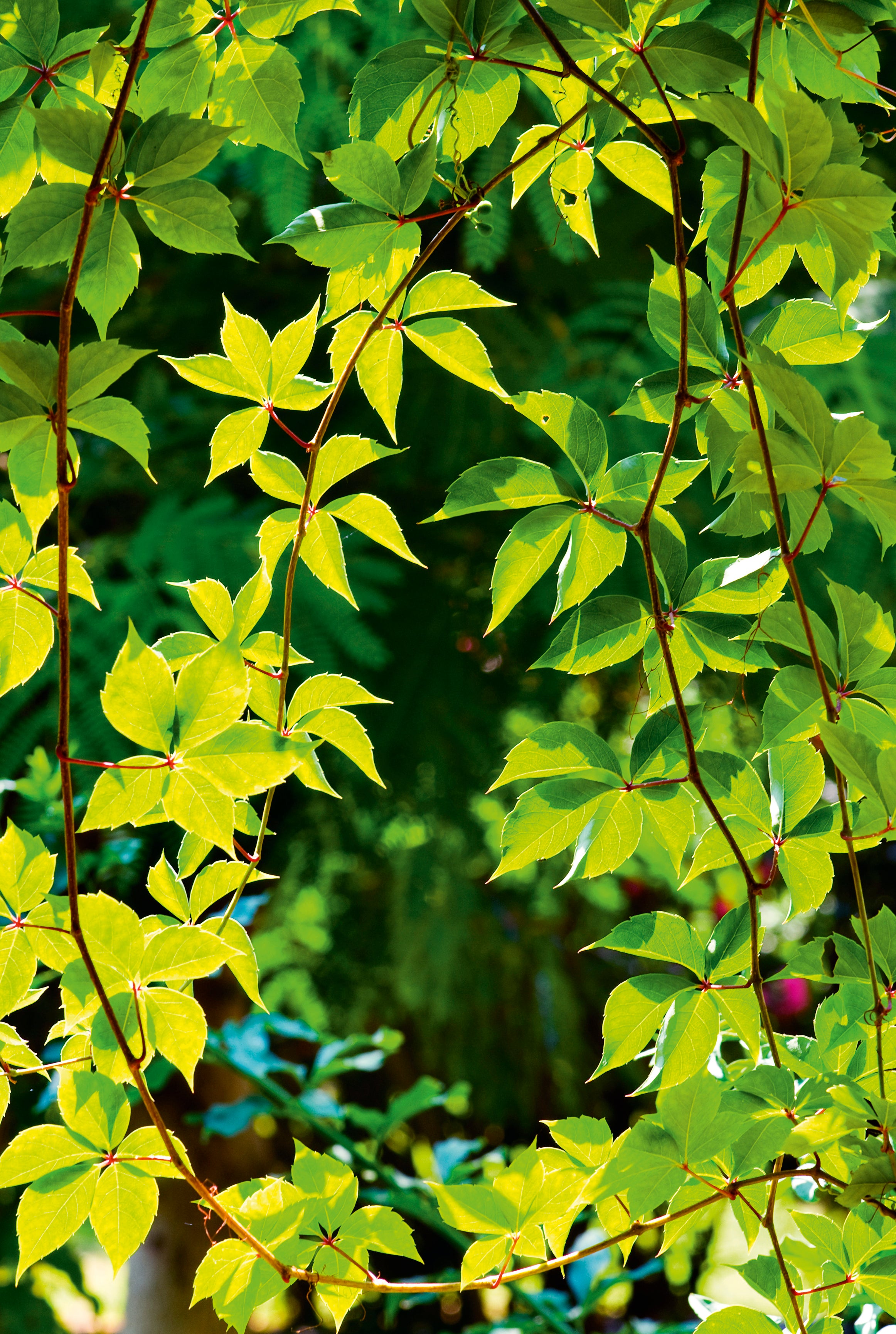Leafglow
