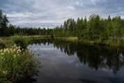 Evergreen mirror