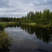 Evergreen mirror