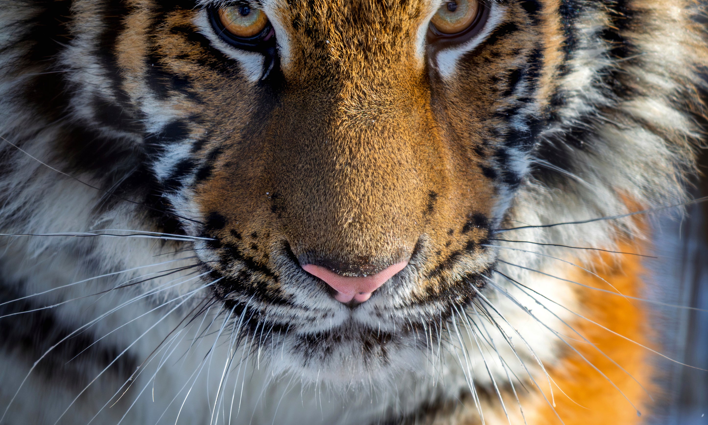 Eyesofthetiger-100x150cm.jpg