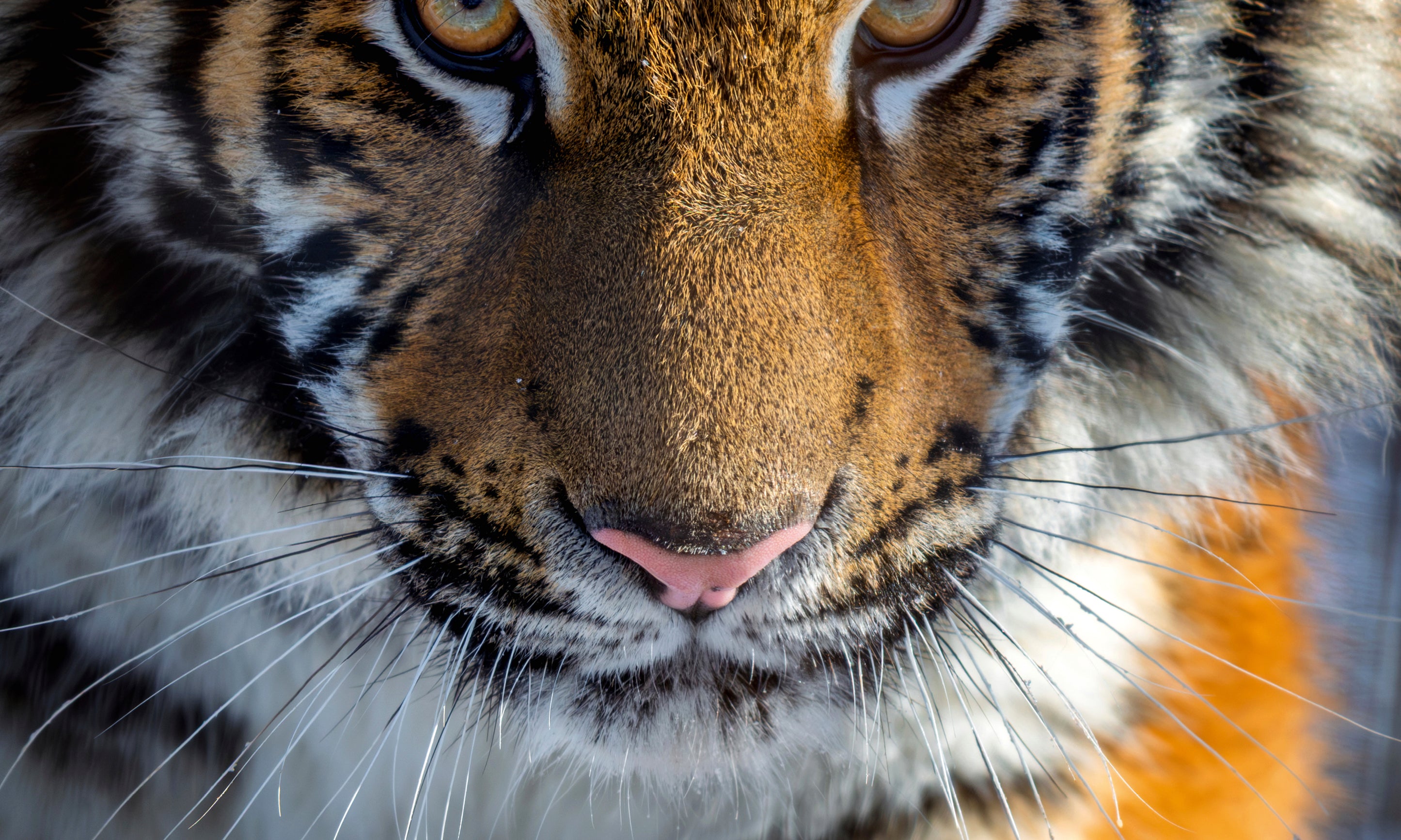 Eyesofthetiger-100x160cm.jpg