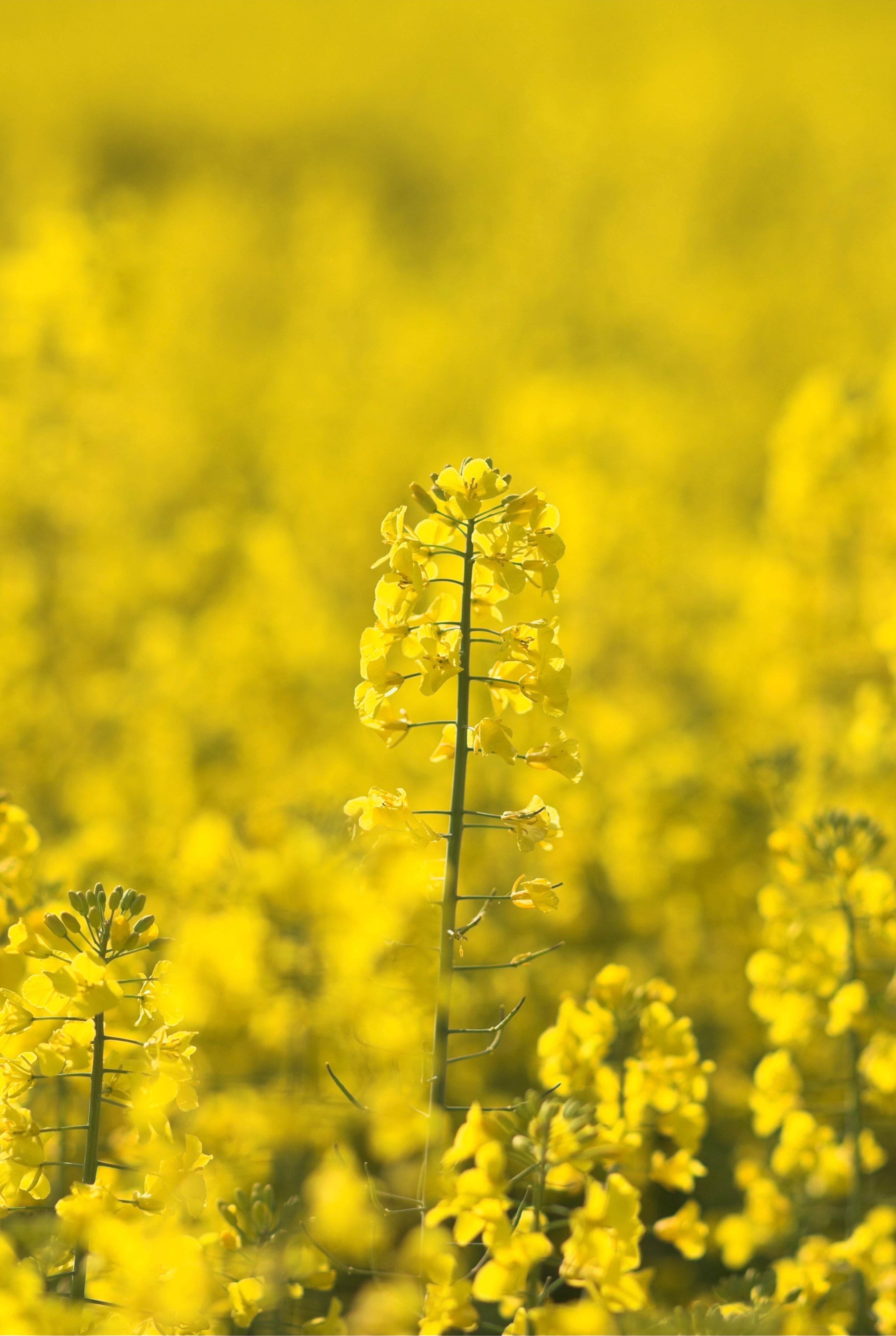Fieldglow