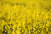 Fieldglow