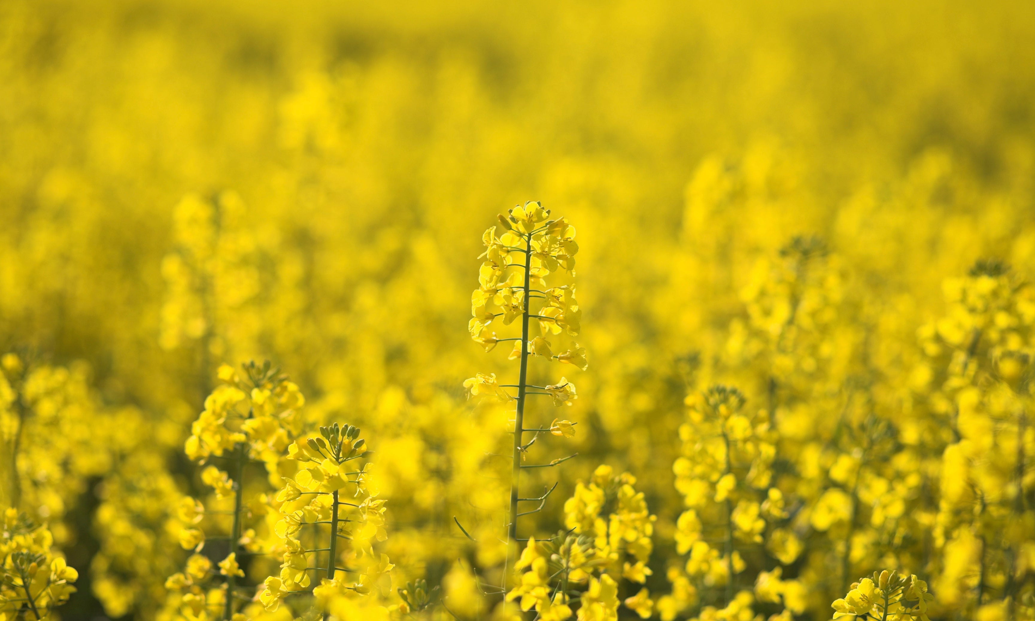 Fieldglow-120x80cm.jpg