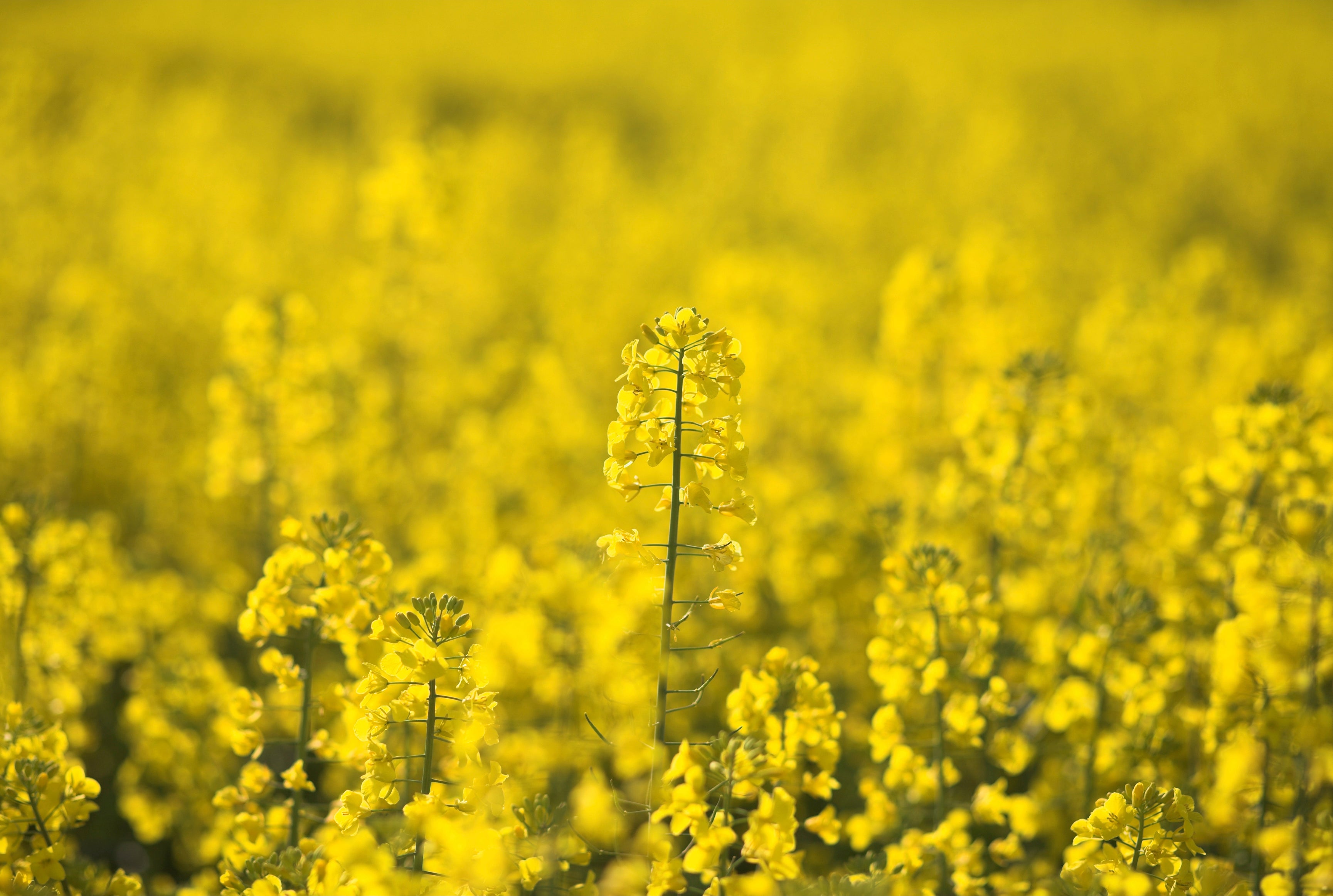 Fieldglow