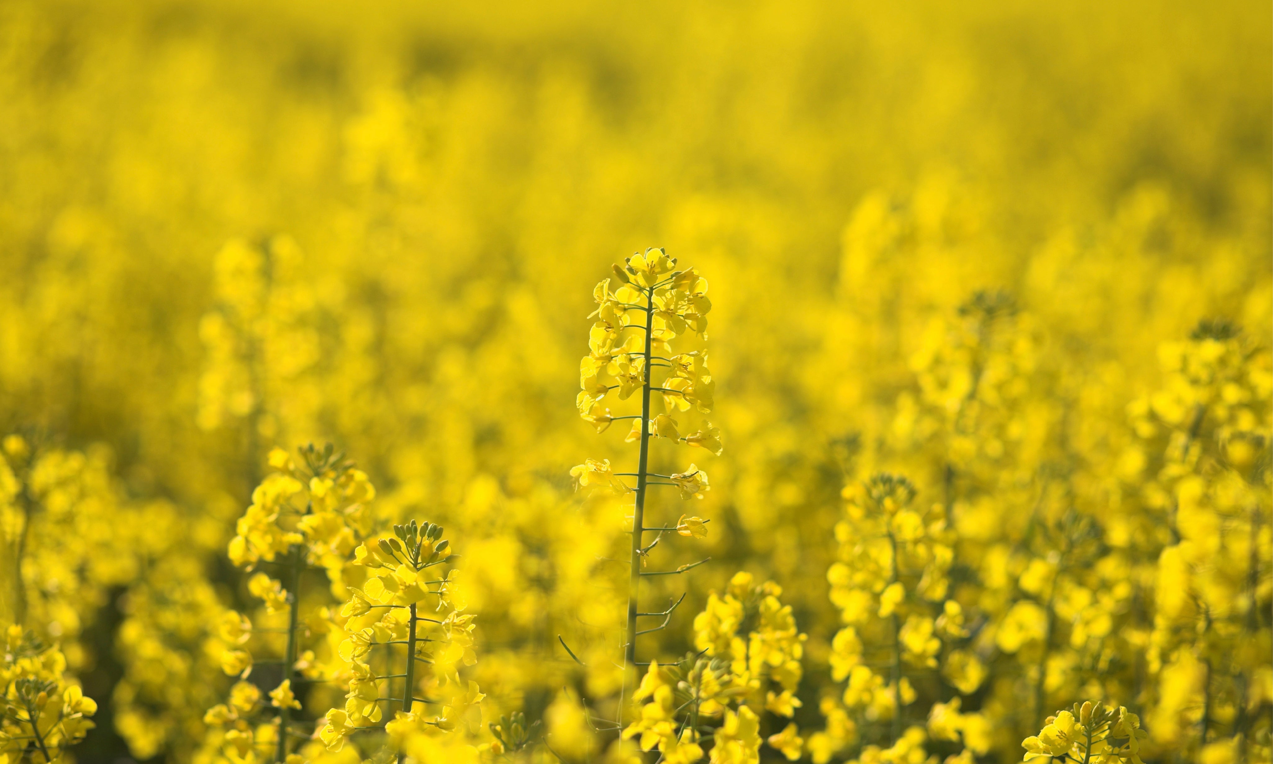 Fieldglow-150x100cm.jpg