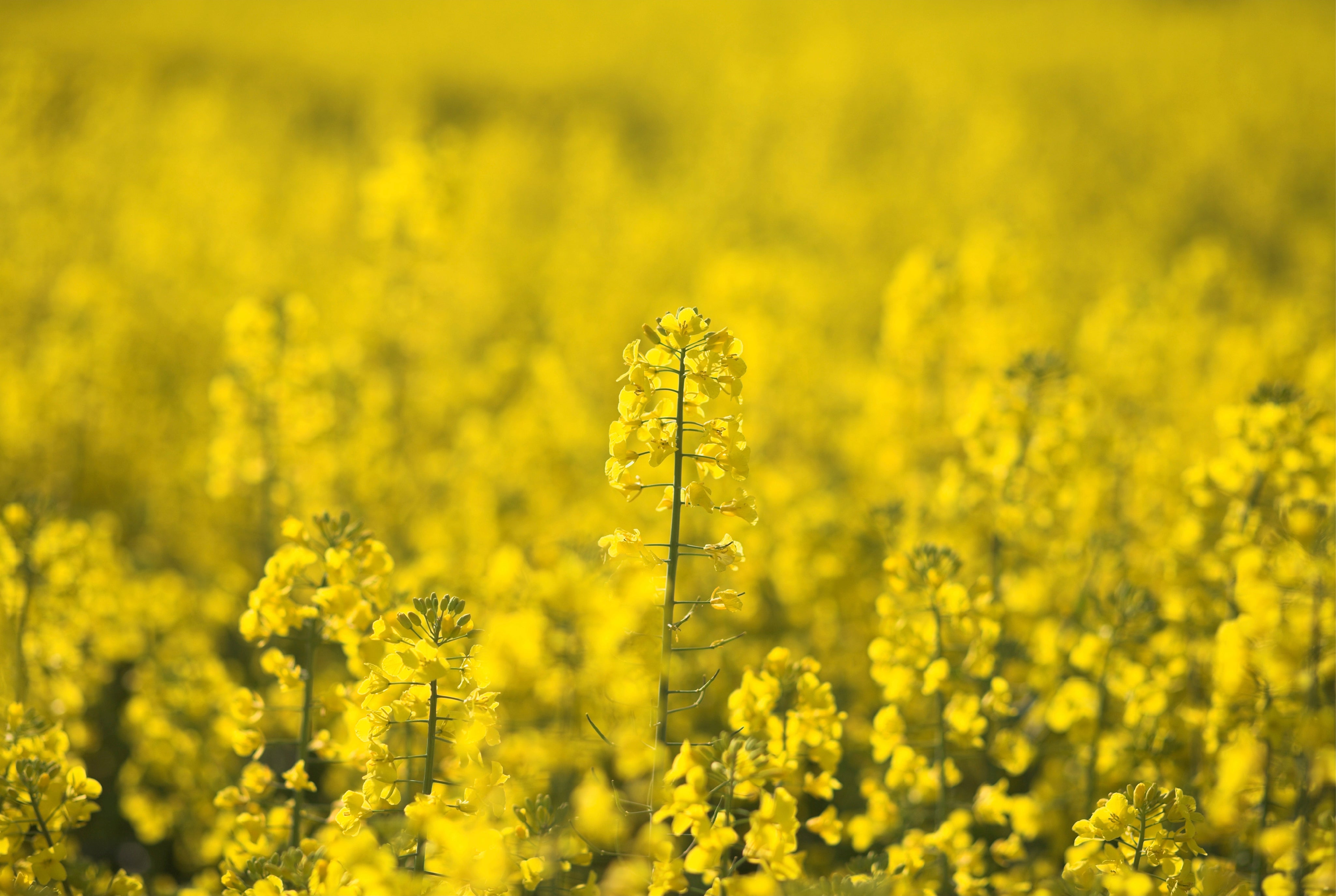 Fieldglow