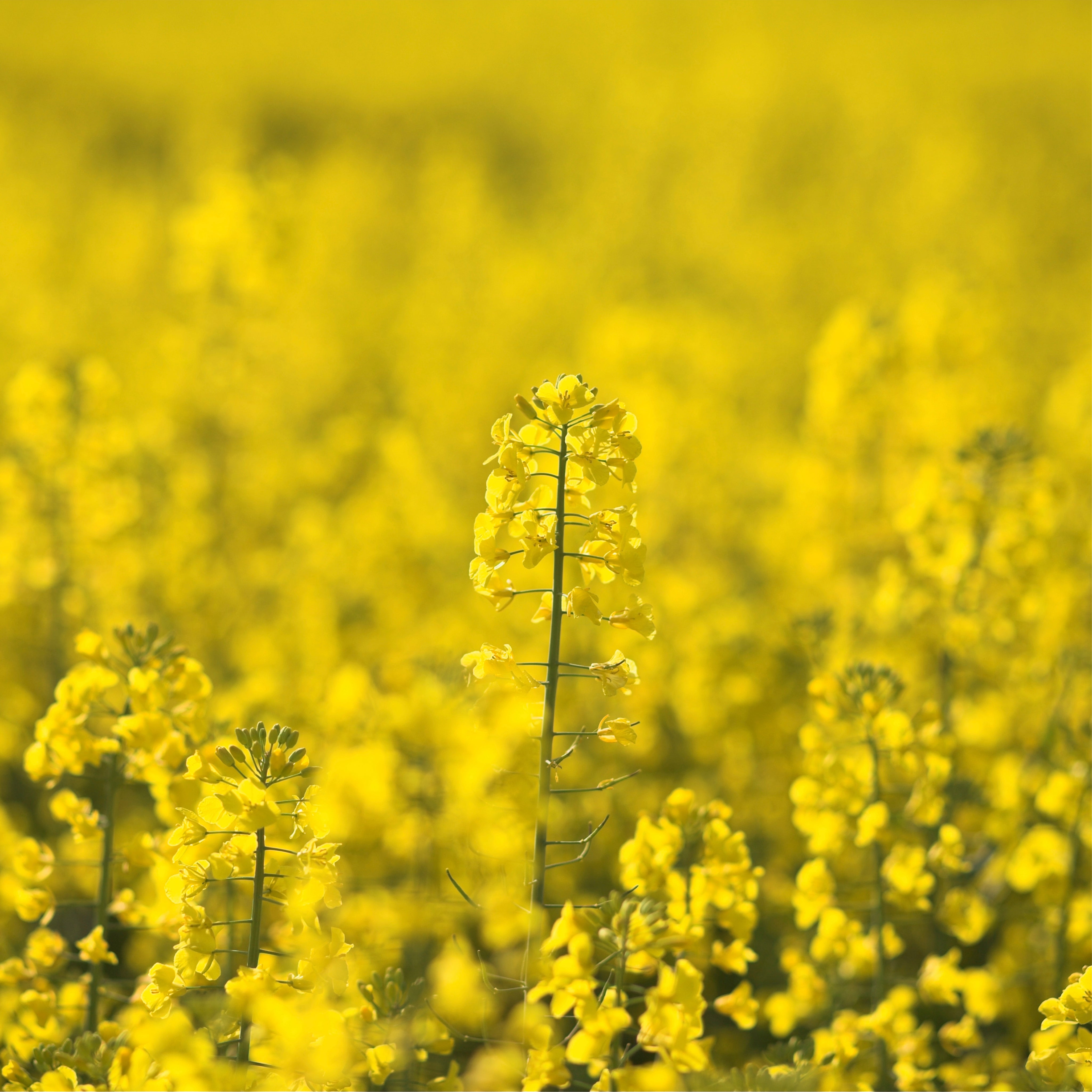 Fieldglow