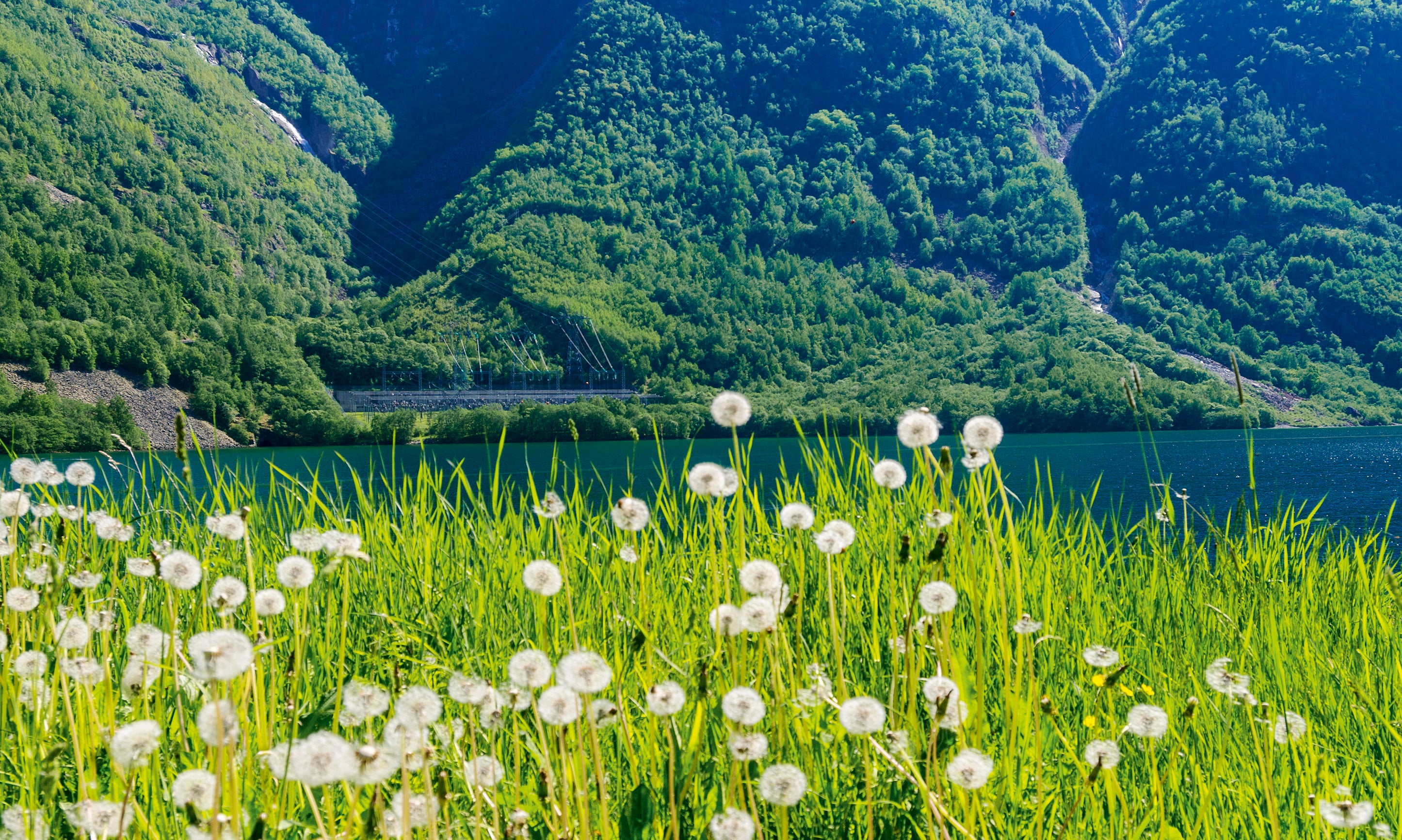 Fjordinbloom-100x150cm.jpg