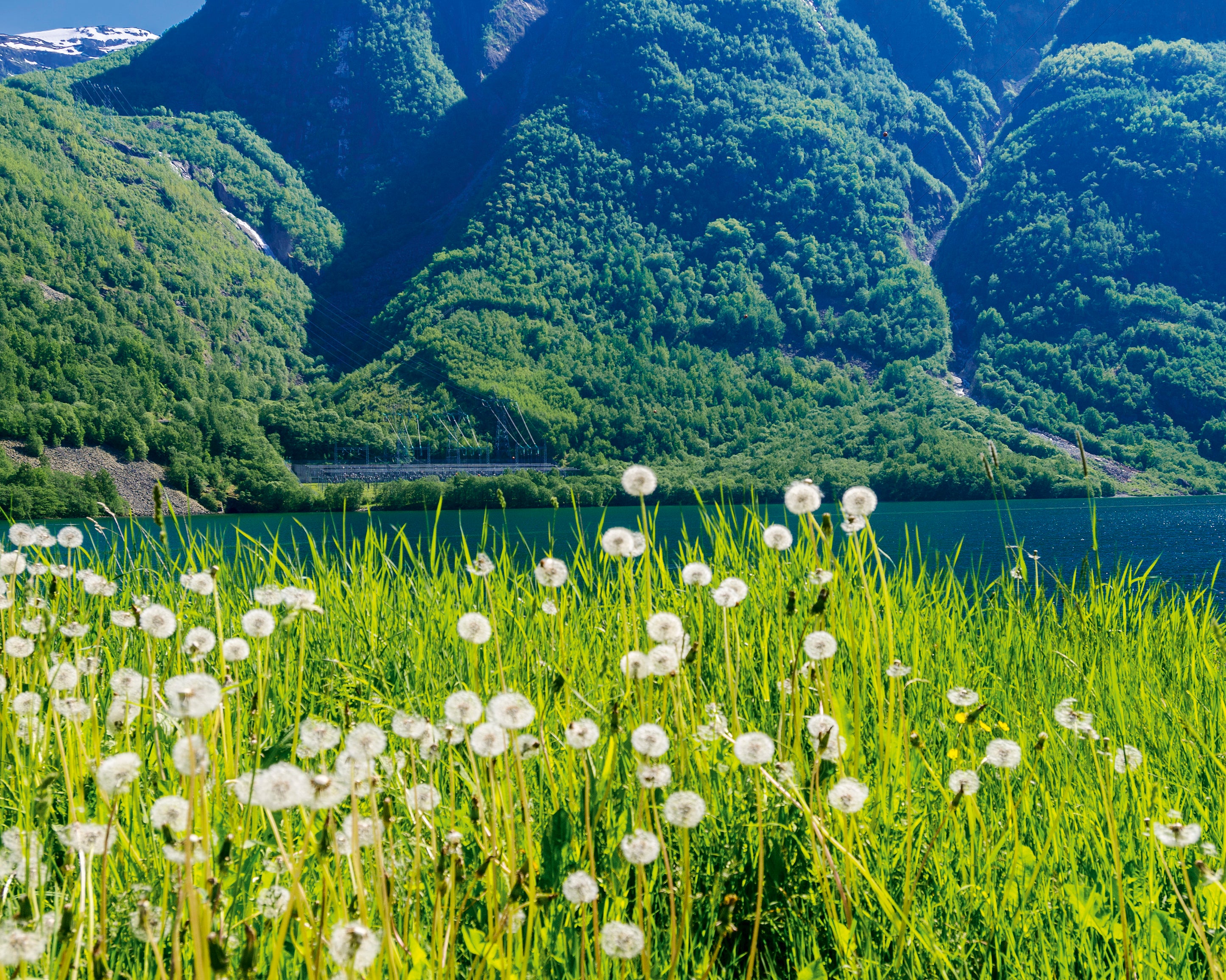 Fjordinbloom-100x150cm.jpg