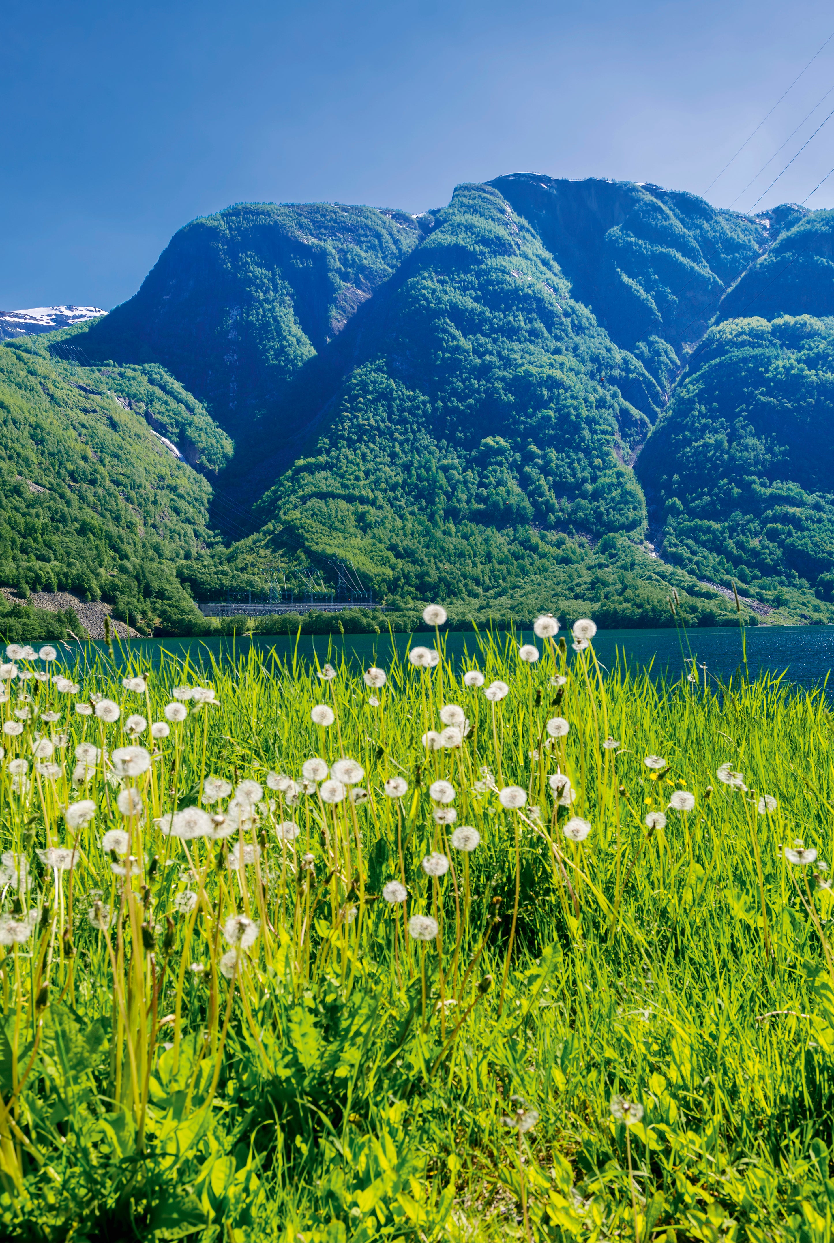 Fjord in bloom