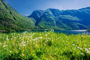 Fjord in bloom