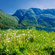 Fjord in bloom