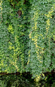 Flowing leaves