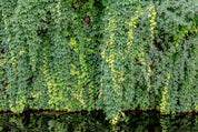 Flowing leaves