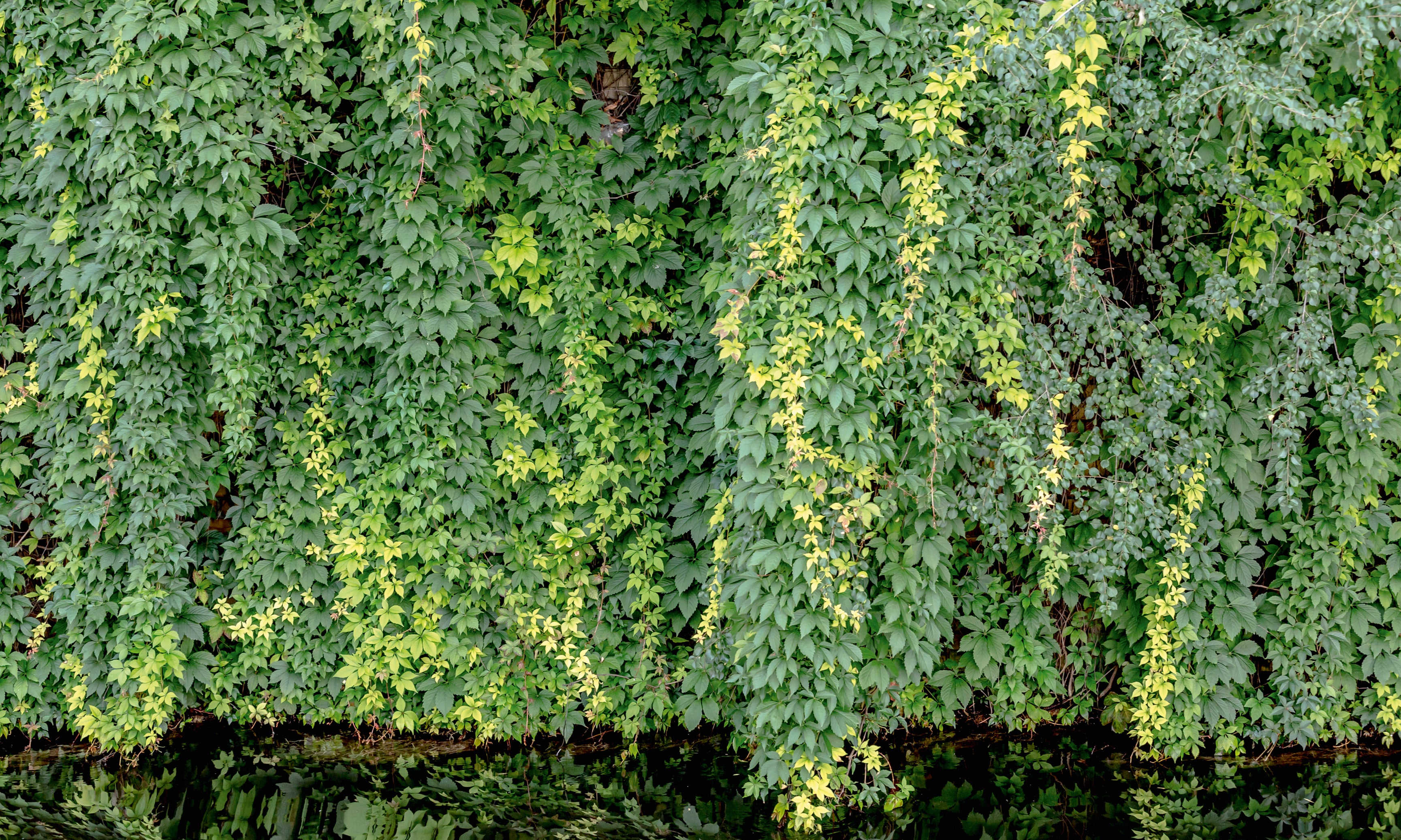 Flowingleaves-120x80cm.jpg