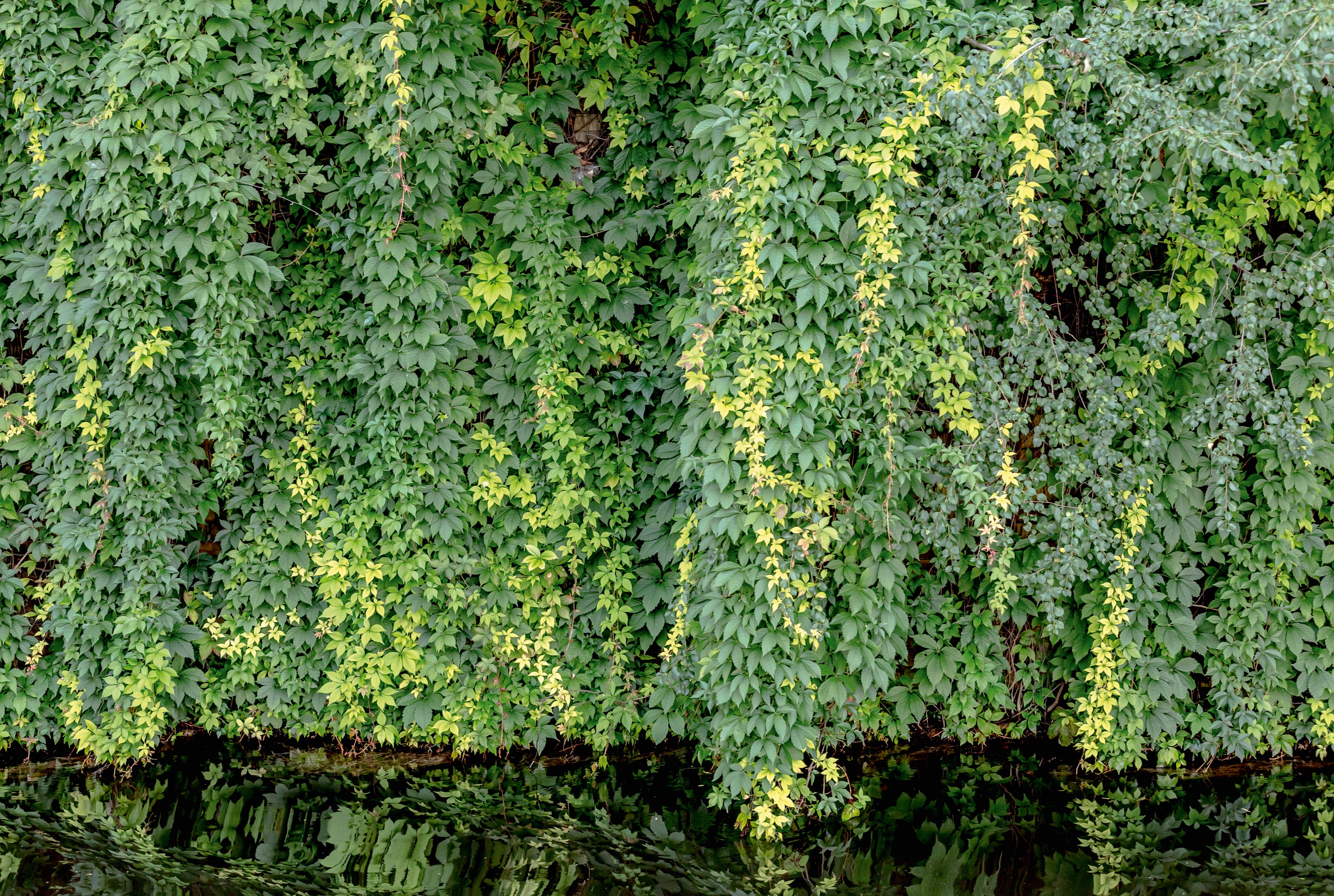 Flowing leaves