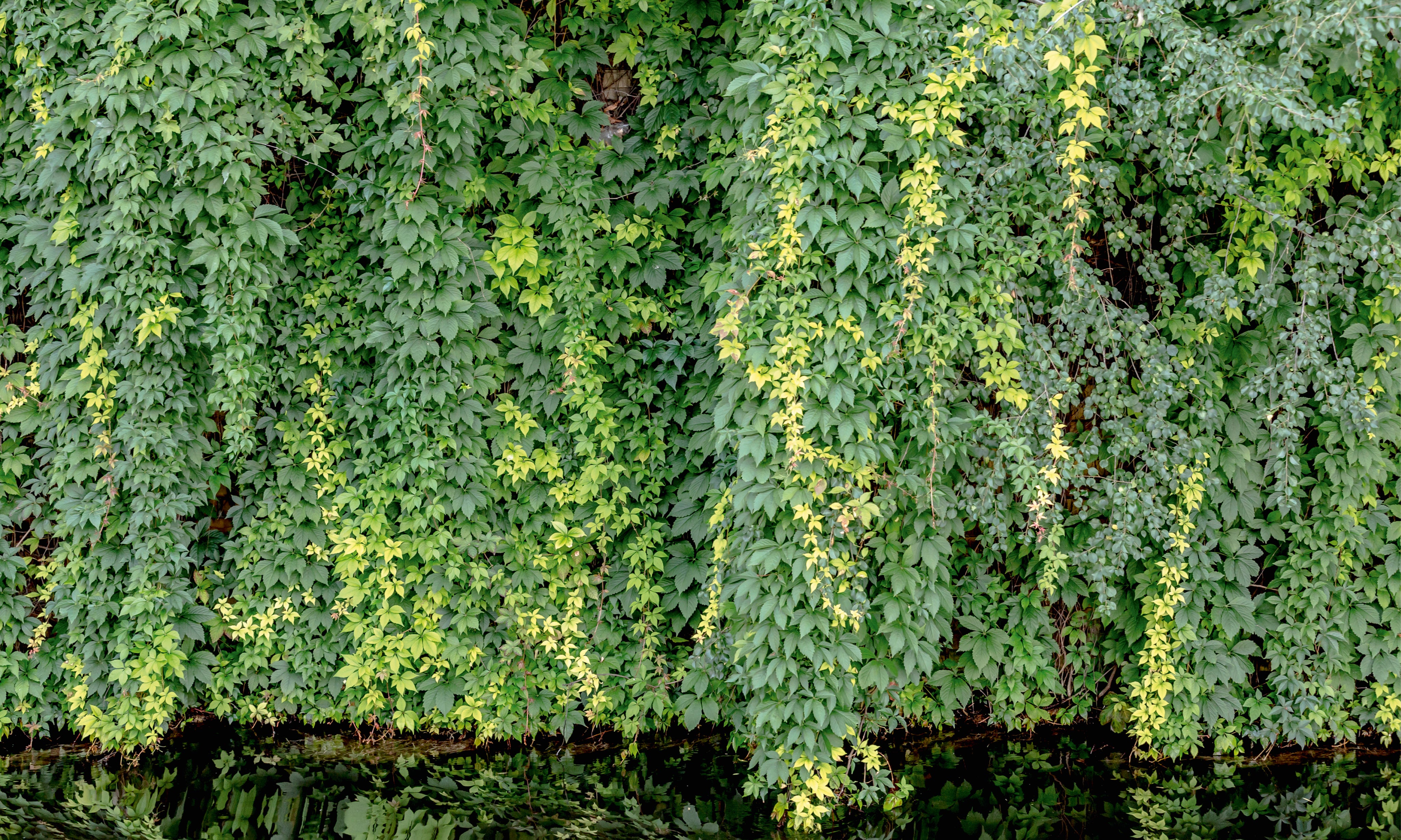 Flowingleaves-150x100cm.jpg