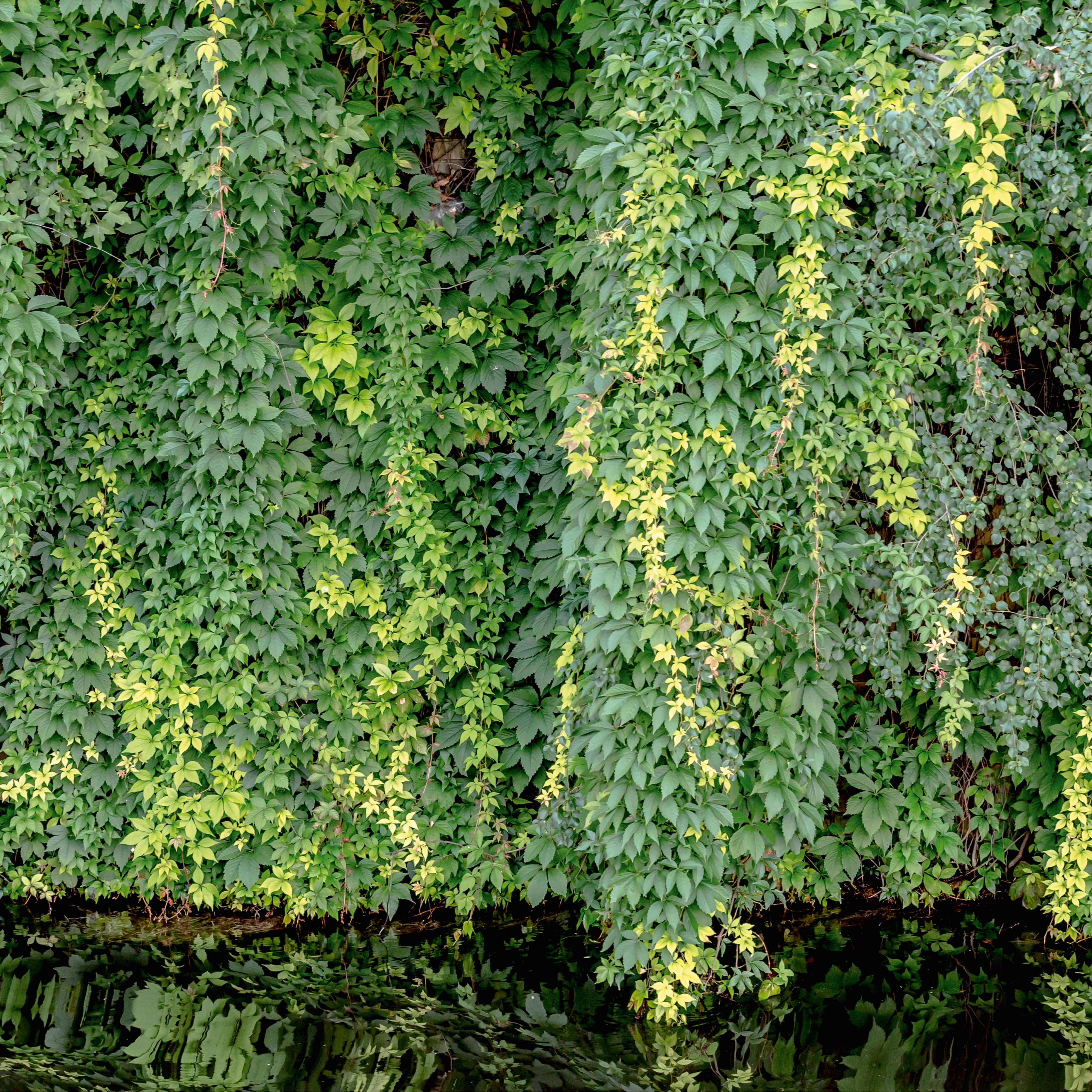 Flowing leaves
