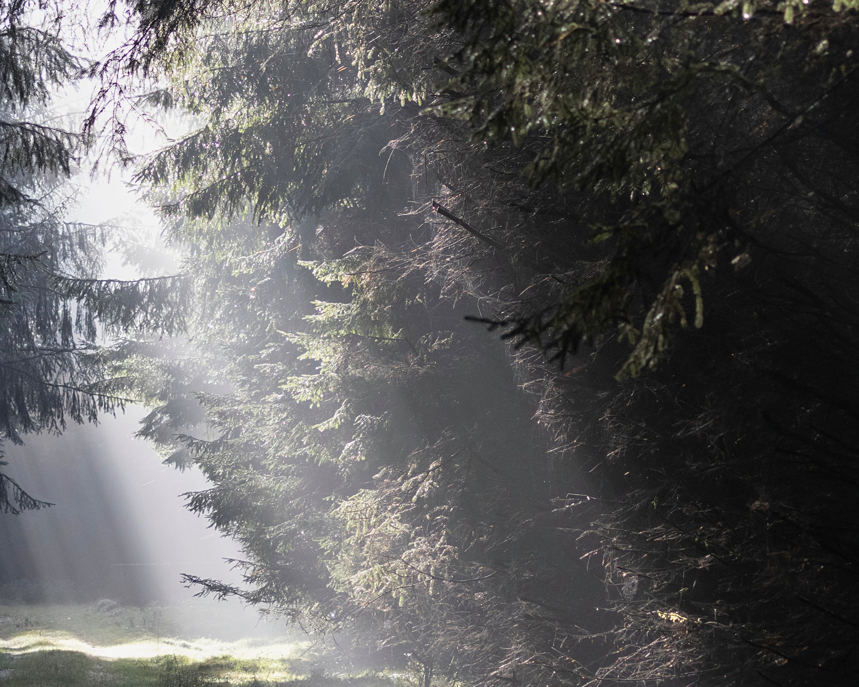 Forestbreath-100x150cm.jpg