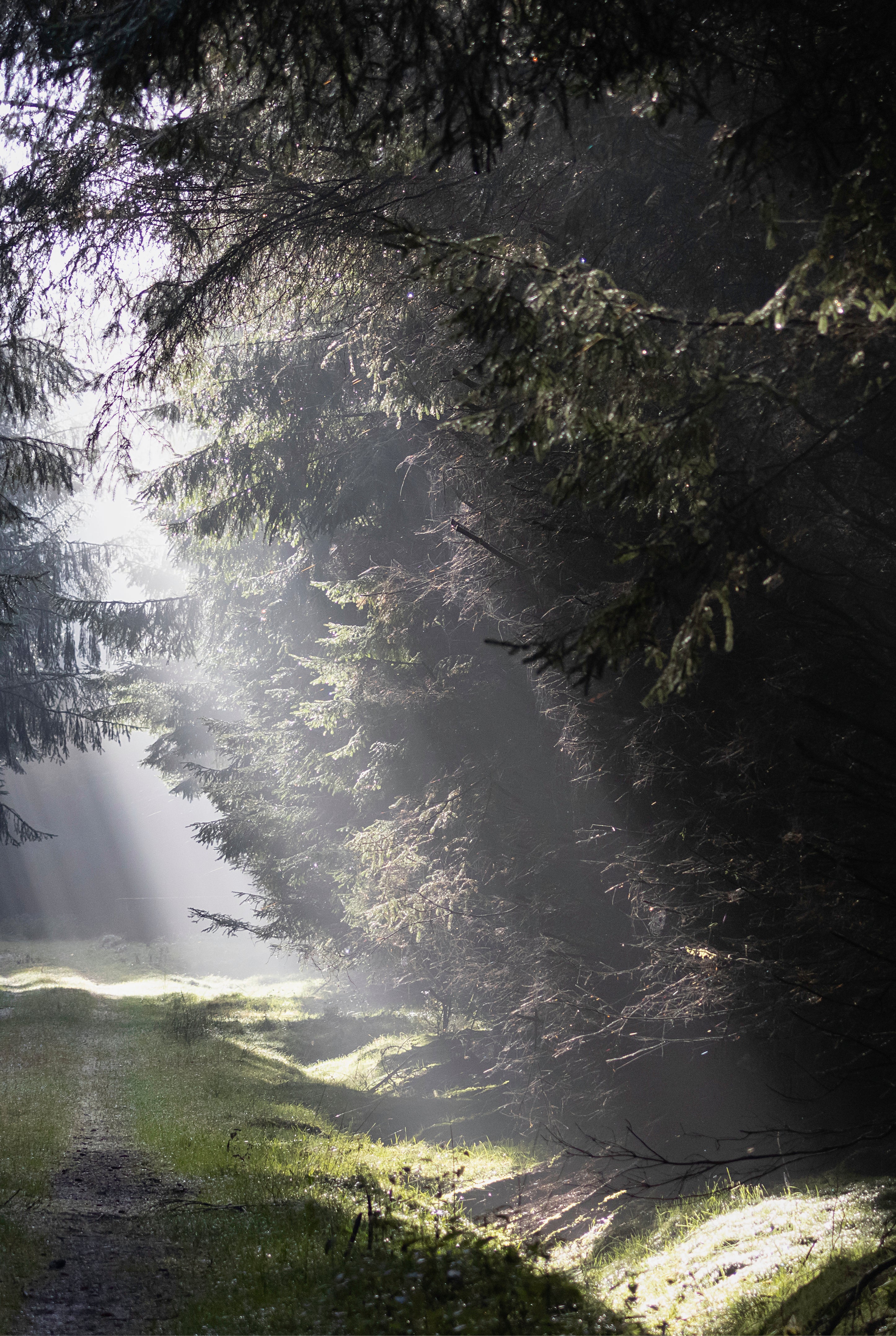 Forest breath