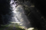 Forest breath