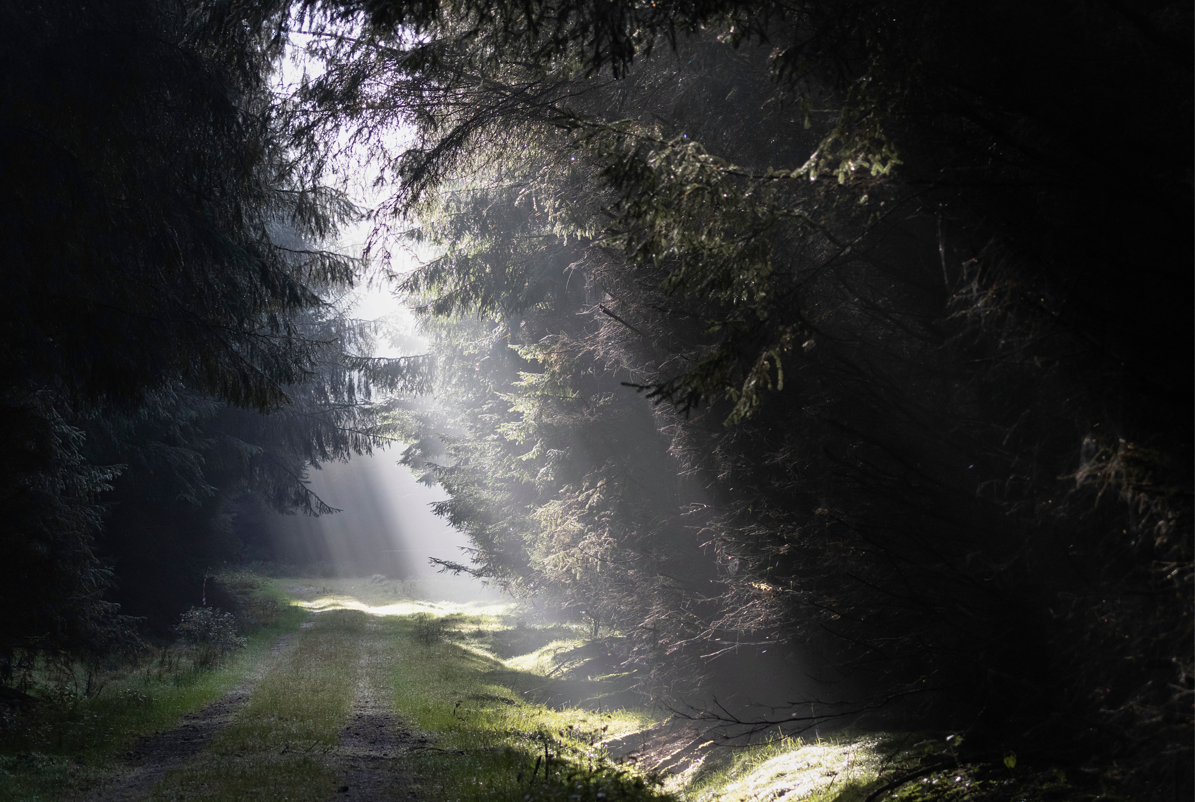 Forestbreath-150x100cm.jpg