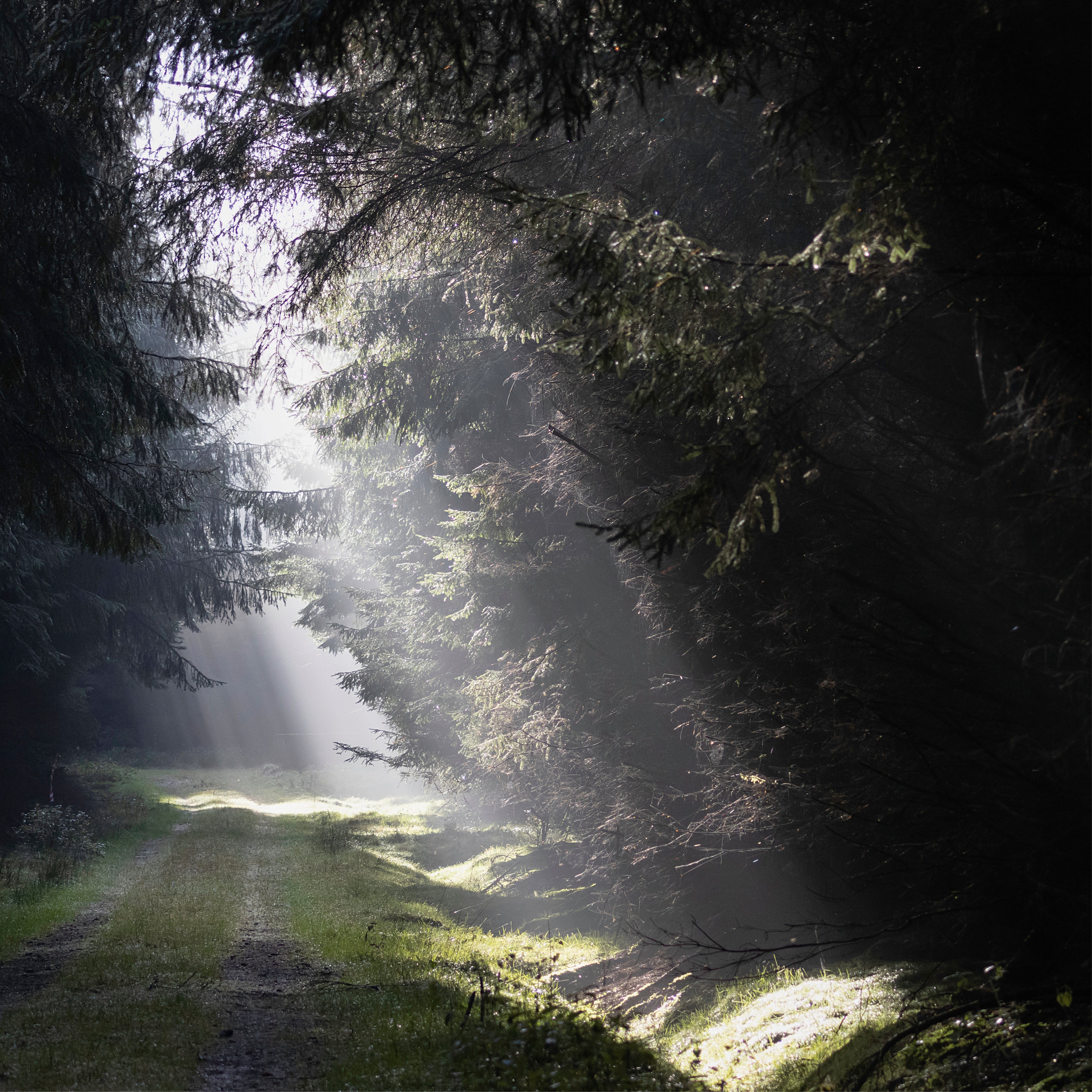 Forest breath