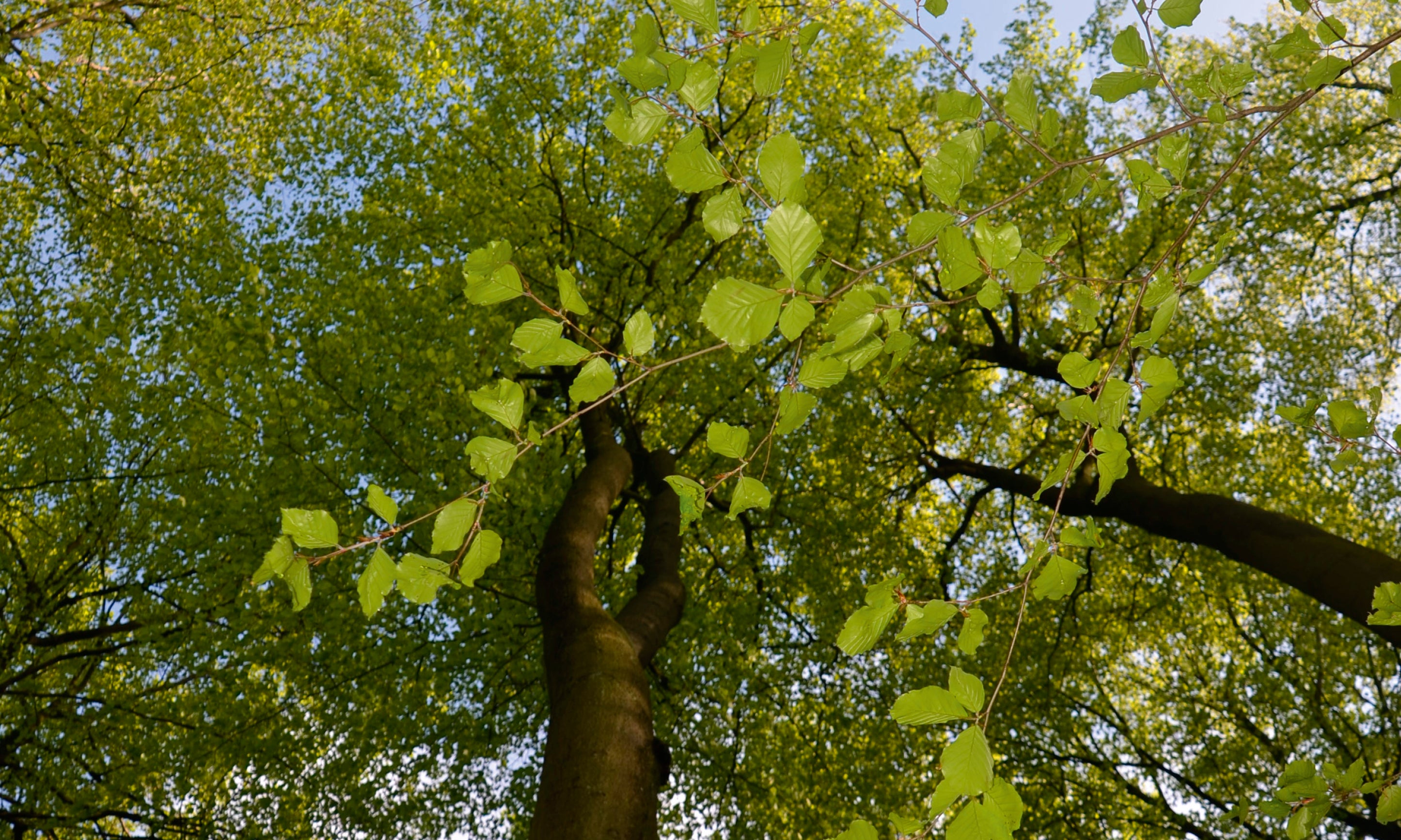 Forestceiling-100x150cm.jpg