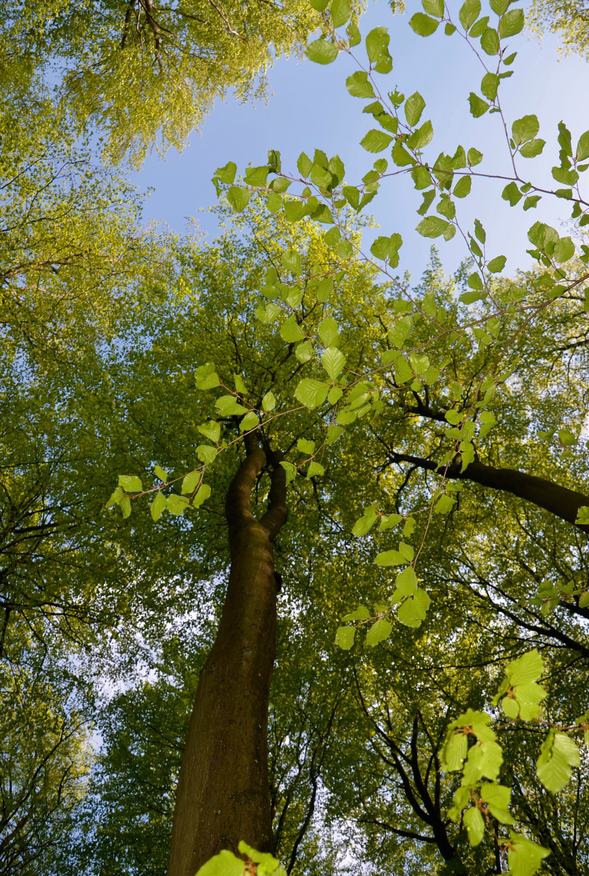Forest ceiling