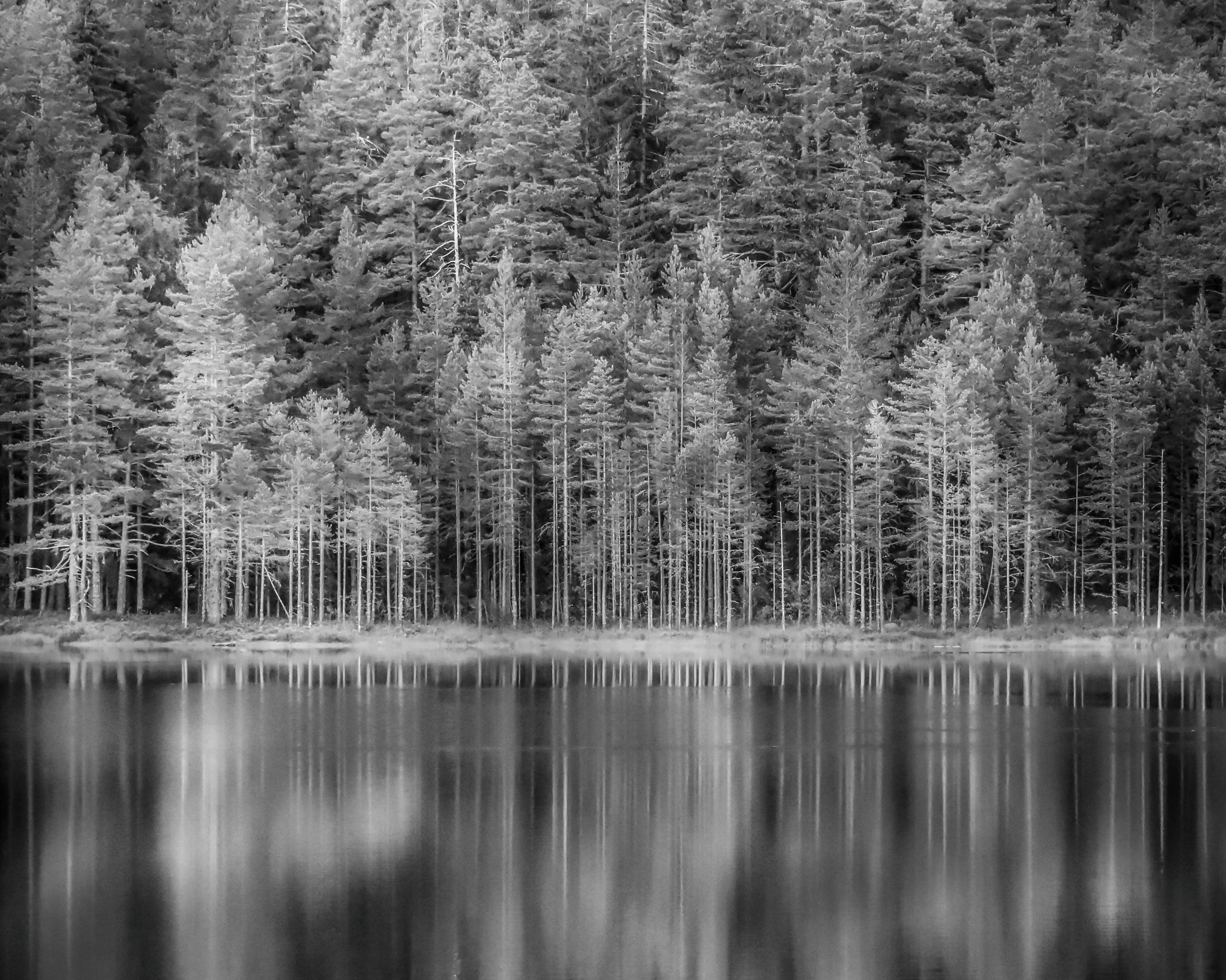 Forestmirror-100x150cm.jpg