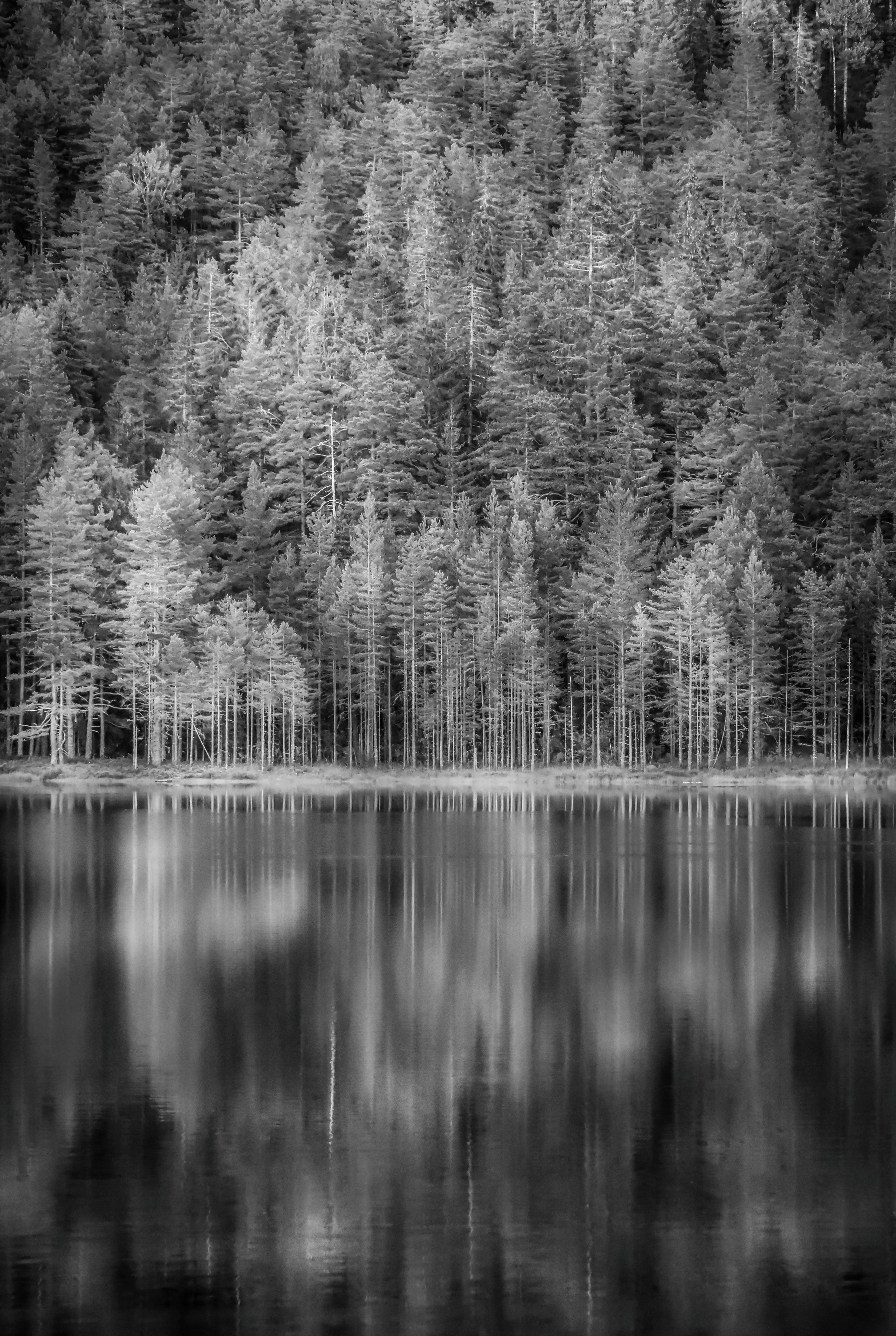 Silent forest