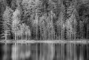 Silent forest
