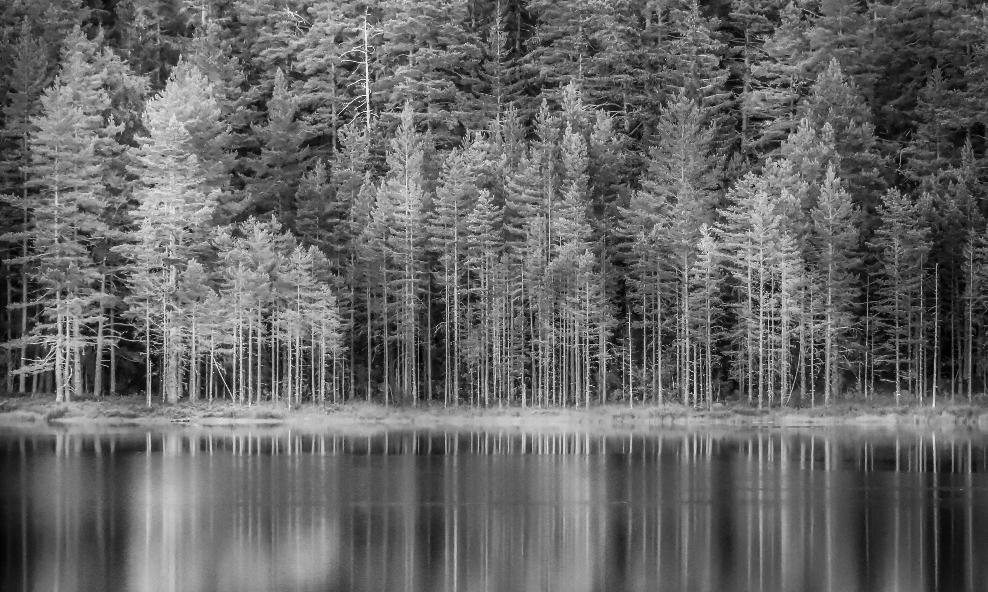 Forestmirror-120x80cm_0e1e0814-3fb5-4628-a475-eb2a40985168.jpg