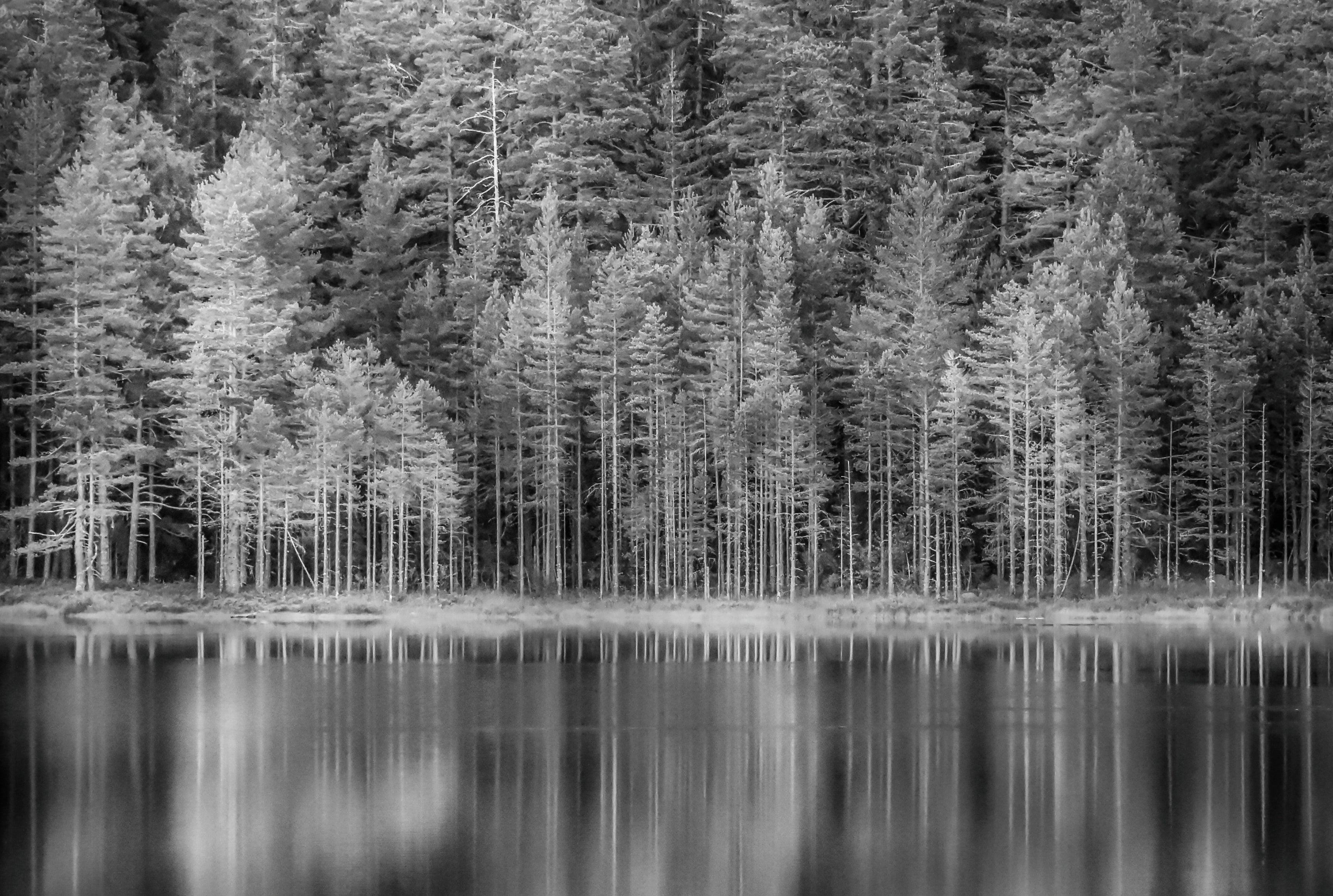 Forestmirror-120x80cm_0e1e0814-3fb5-4628-a475-eb2a40985168.jpg